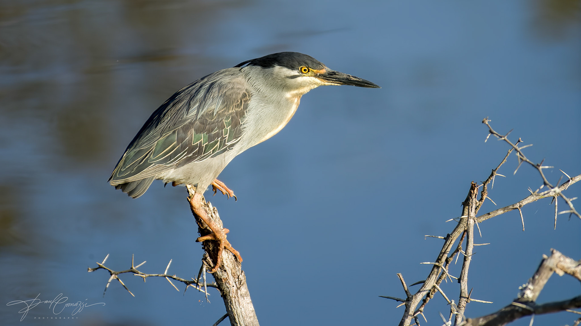 Graceful Green-Backed Heron Overlooking Tranquil Waters