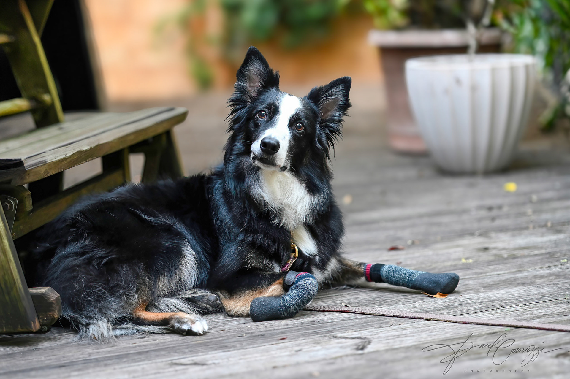 No Trouble at All: Loyal Companion in Waiting
