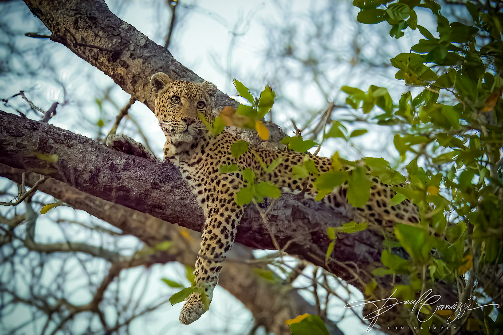 Feline Mirage: Camouflaged Elegance