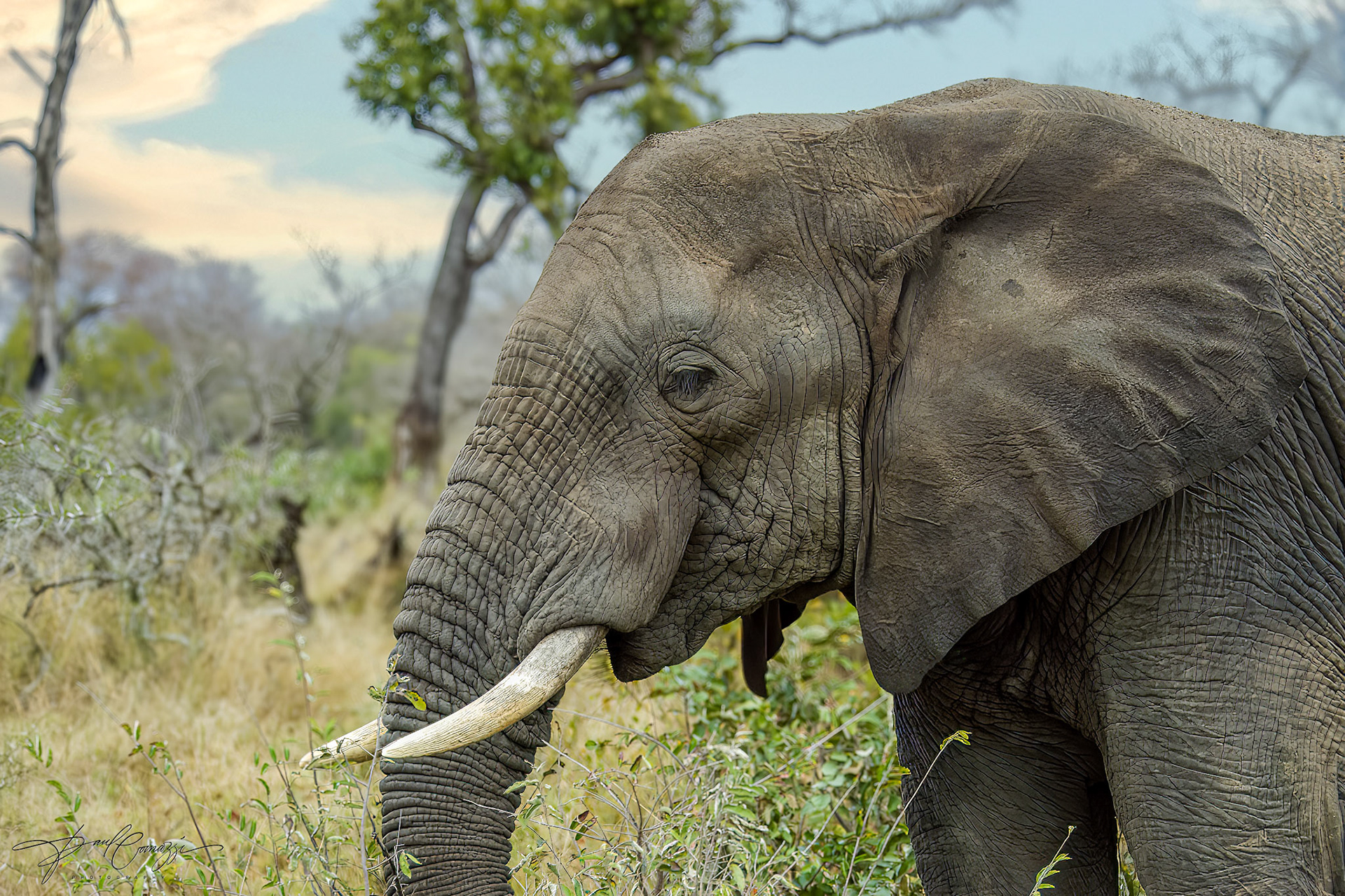 Savannah's Majestic Elephant