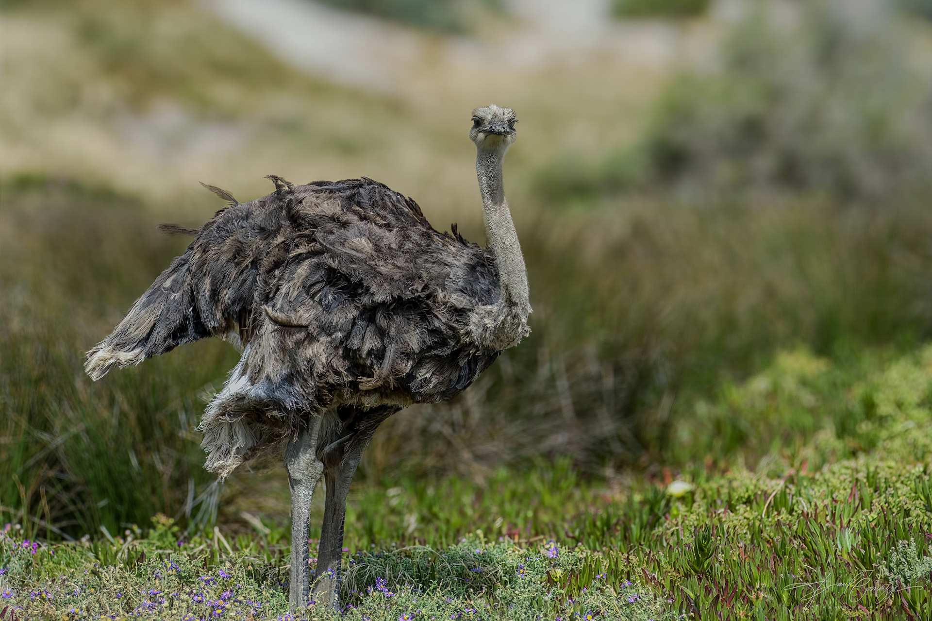 Graceful Ostrich Roaming in the Field
