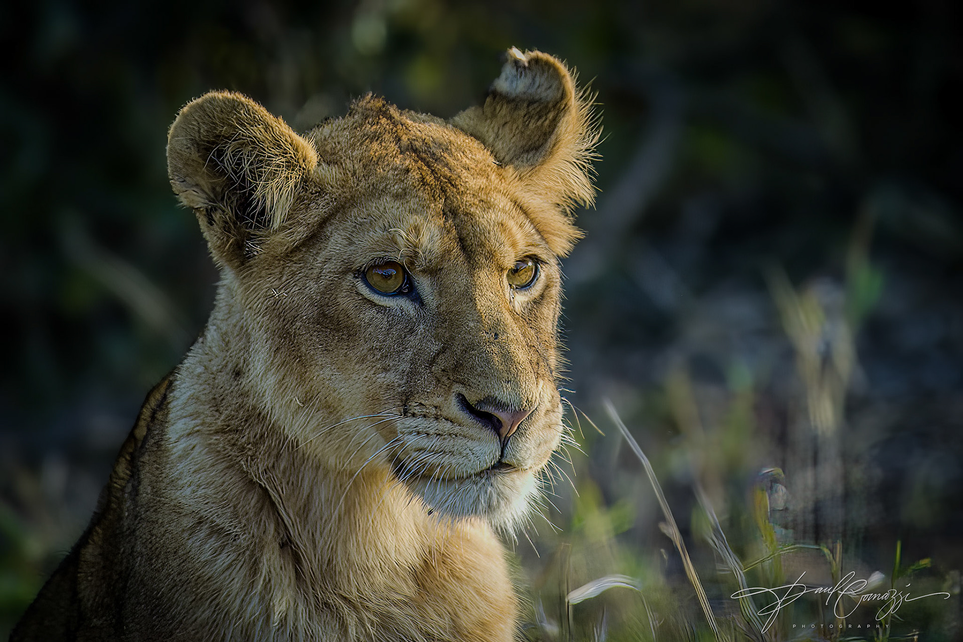 Simba's Pride: The Future King