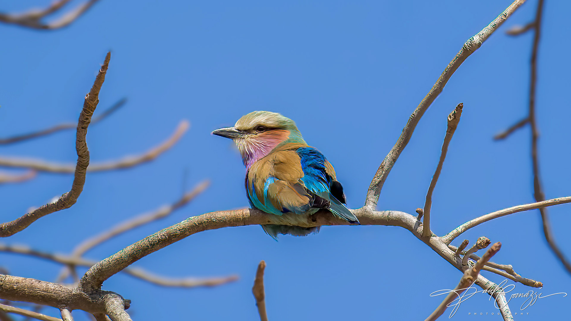 A vibrant lilac-breasted roller perched on a branch, showcasing its stunning plumage.
