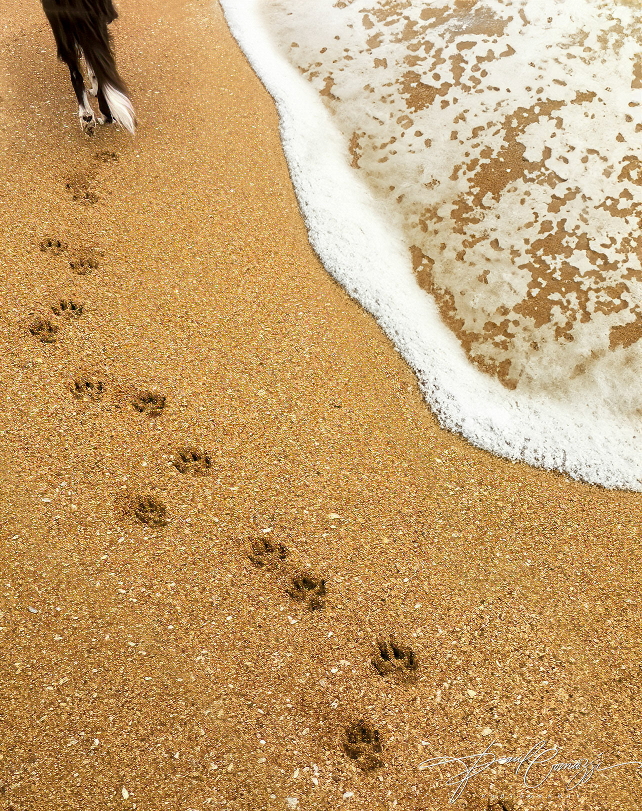 Final Beach Walk: The Pawprints Maybe Washed Away but Forever in My Heart....