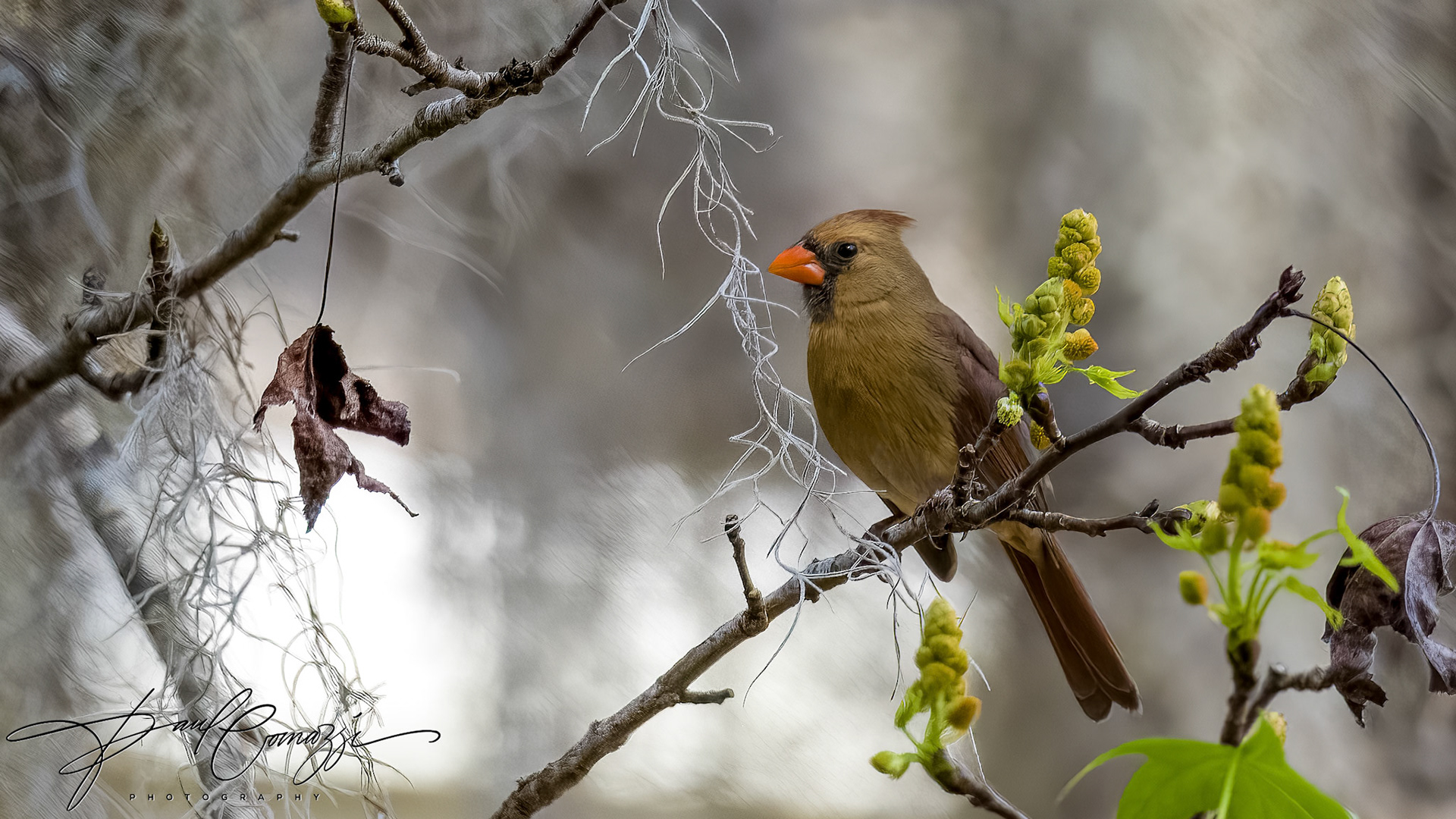 Radiant Reverie: The Positivity Plumage