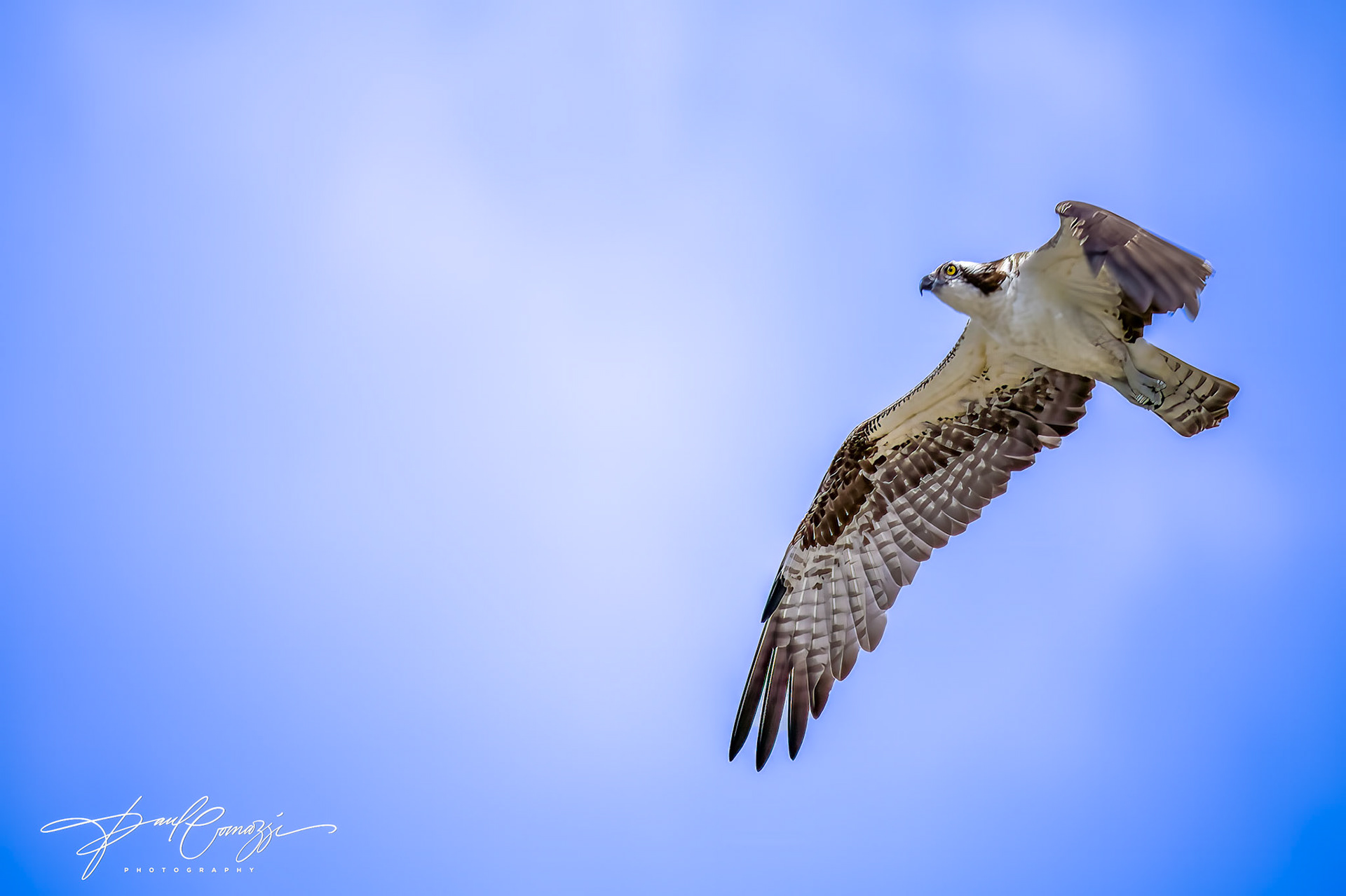 Osprey: The Fish Hawk