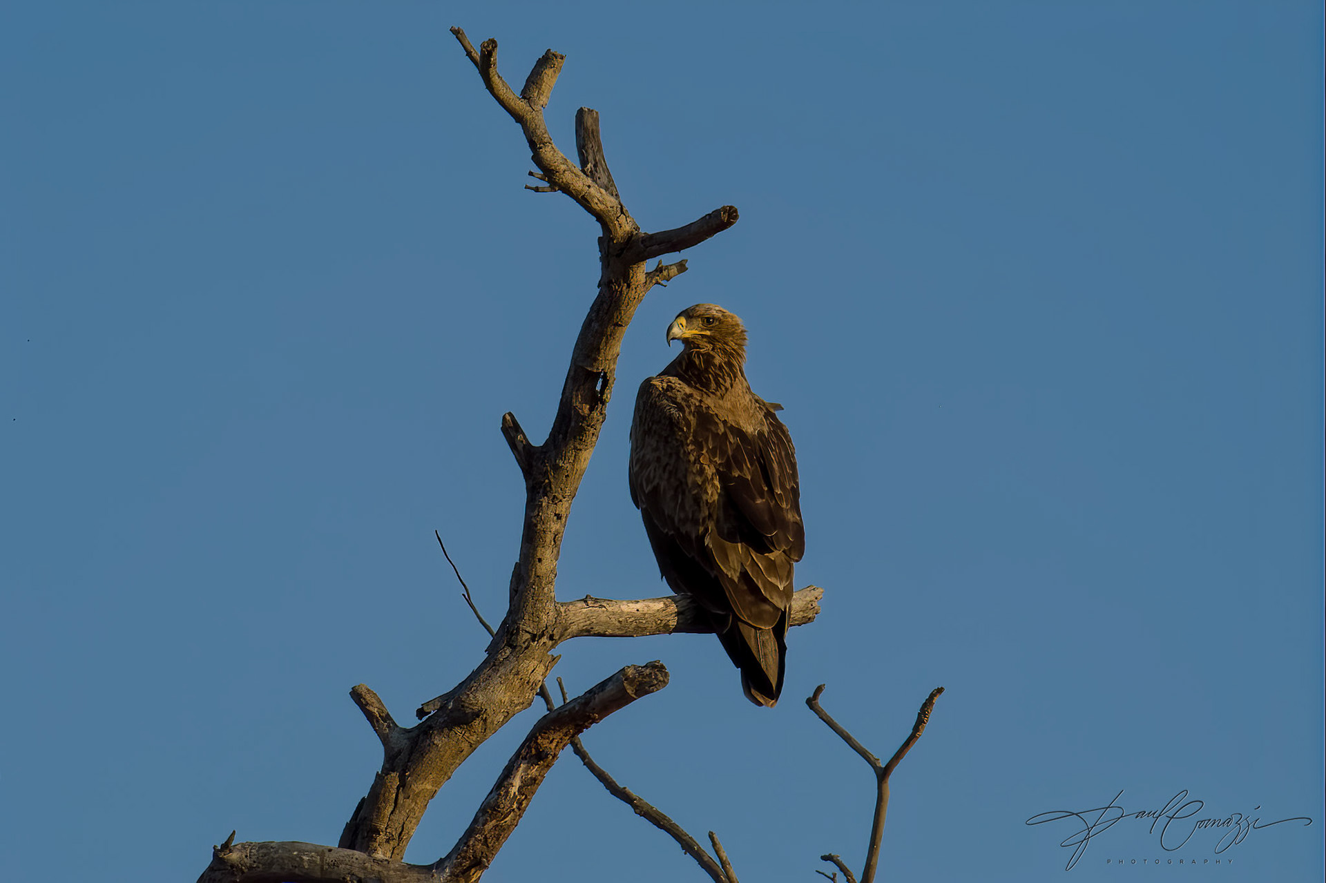 A steppe eagle, perched on a branch, surveys its domain.