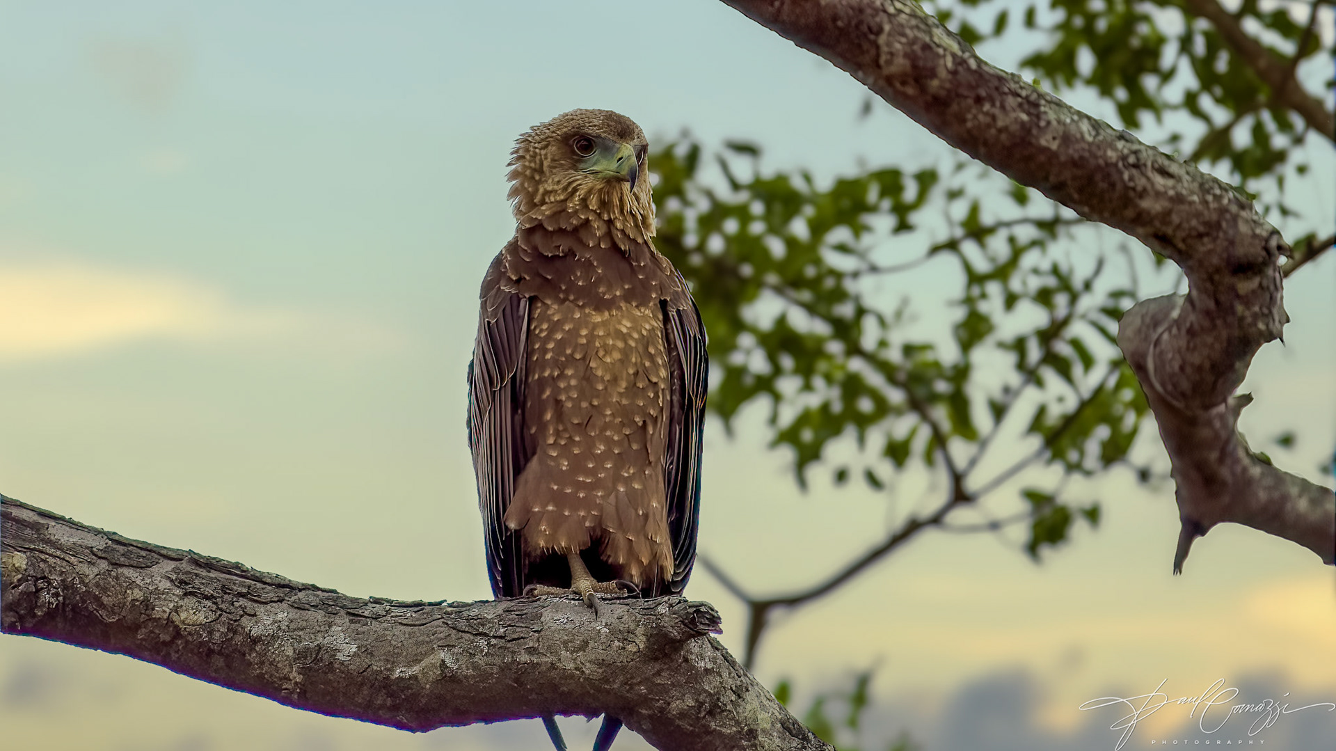 A Juvenile Bateleur Eagle is observed in a stationary position on a tree branch.