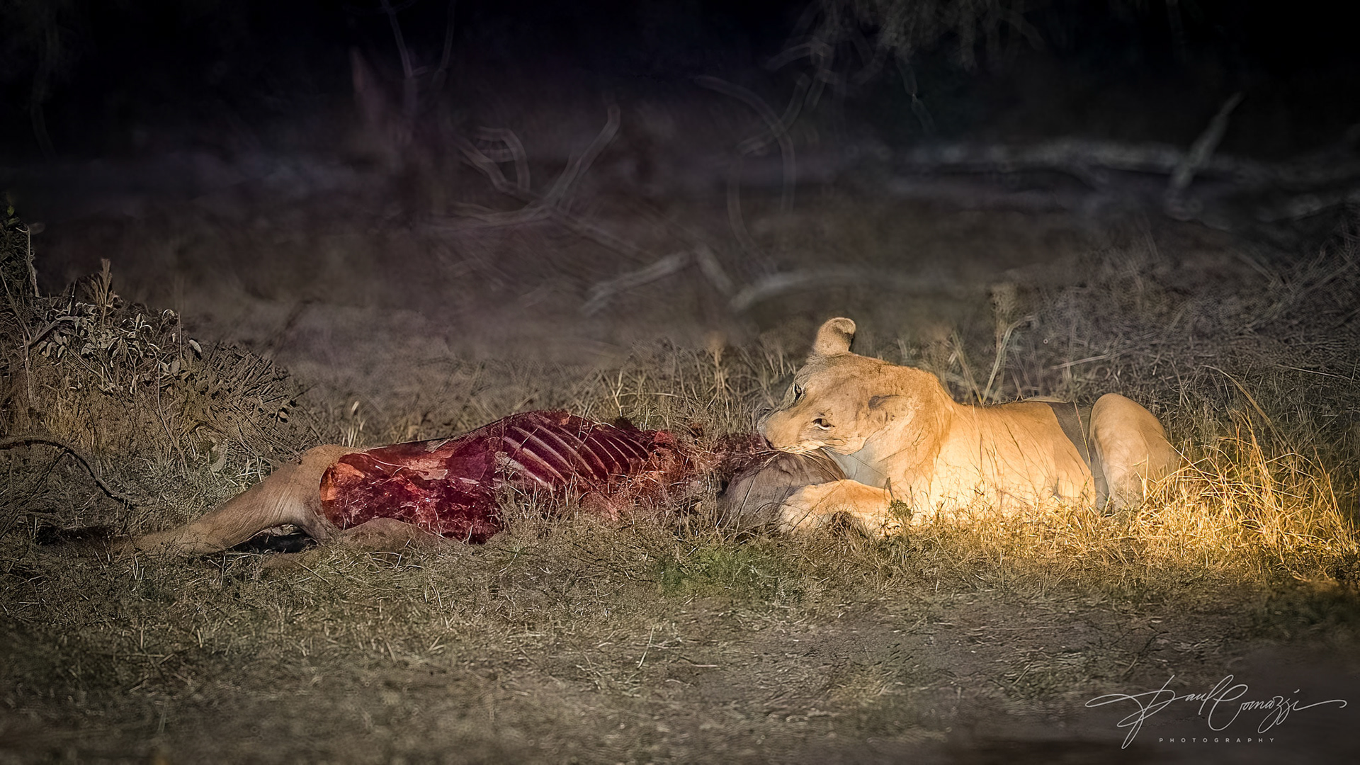 Lioness with Prey