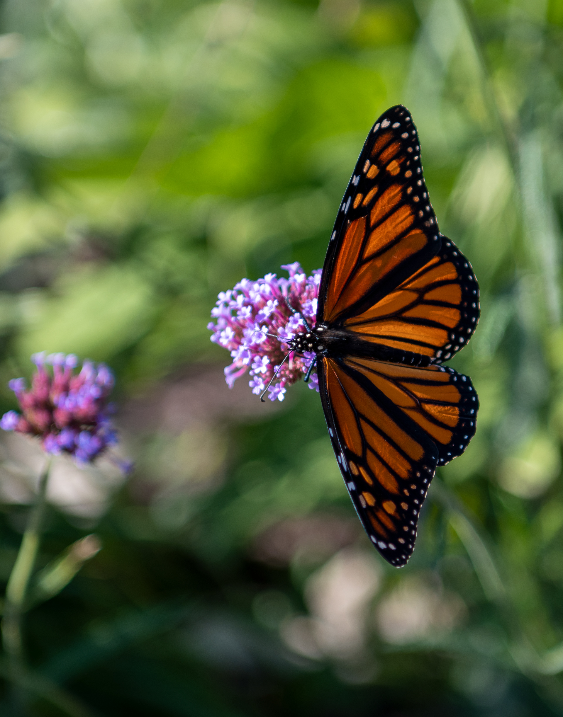 Michael Hennes Photography - Door County Wisconsin