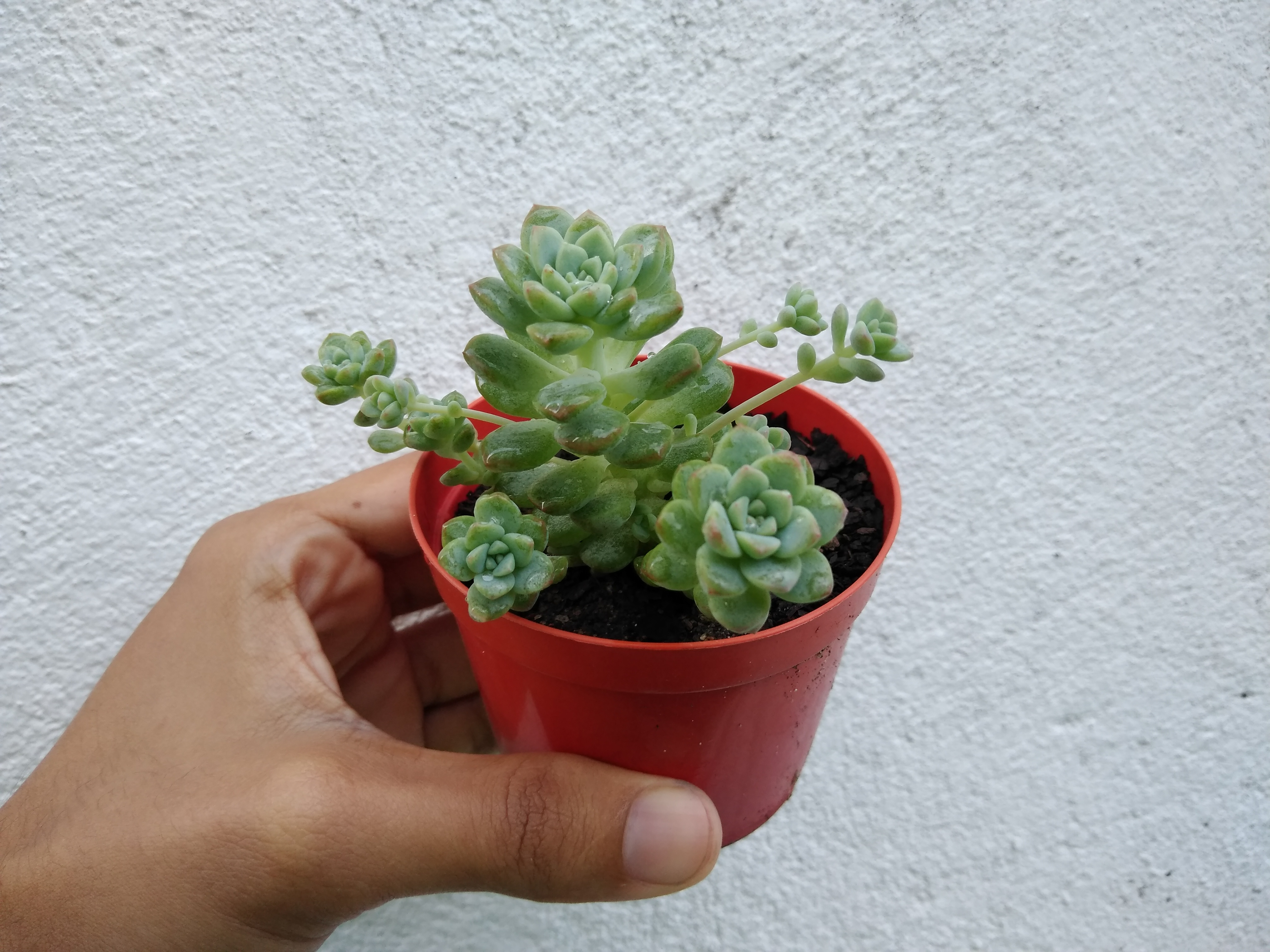 12 - Echeveria prolífica