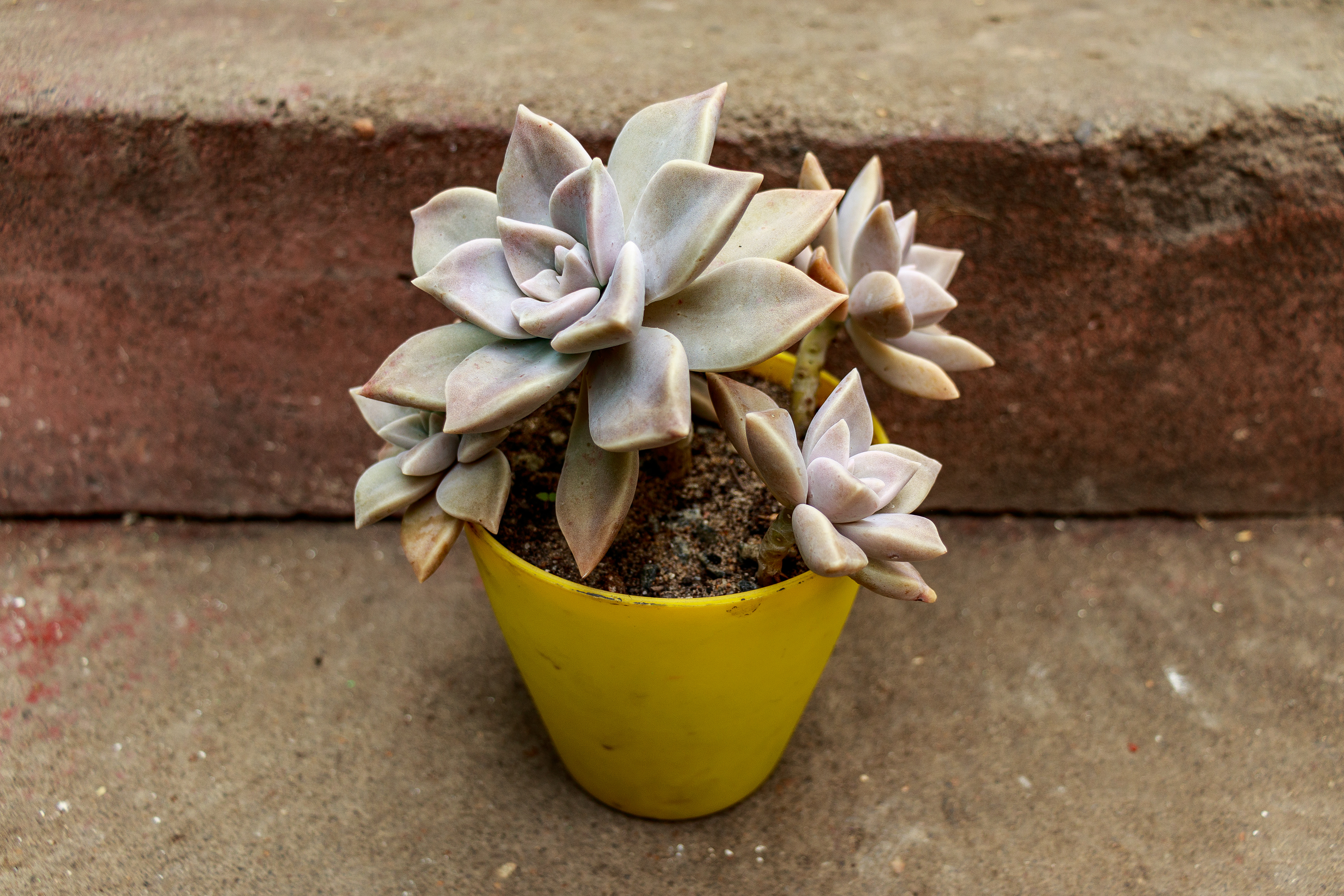 1 - Graptopetalum paraguayense - Flor Fantasma