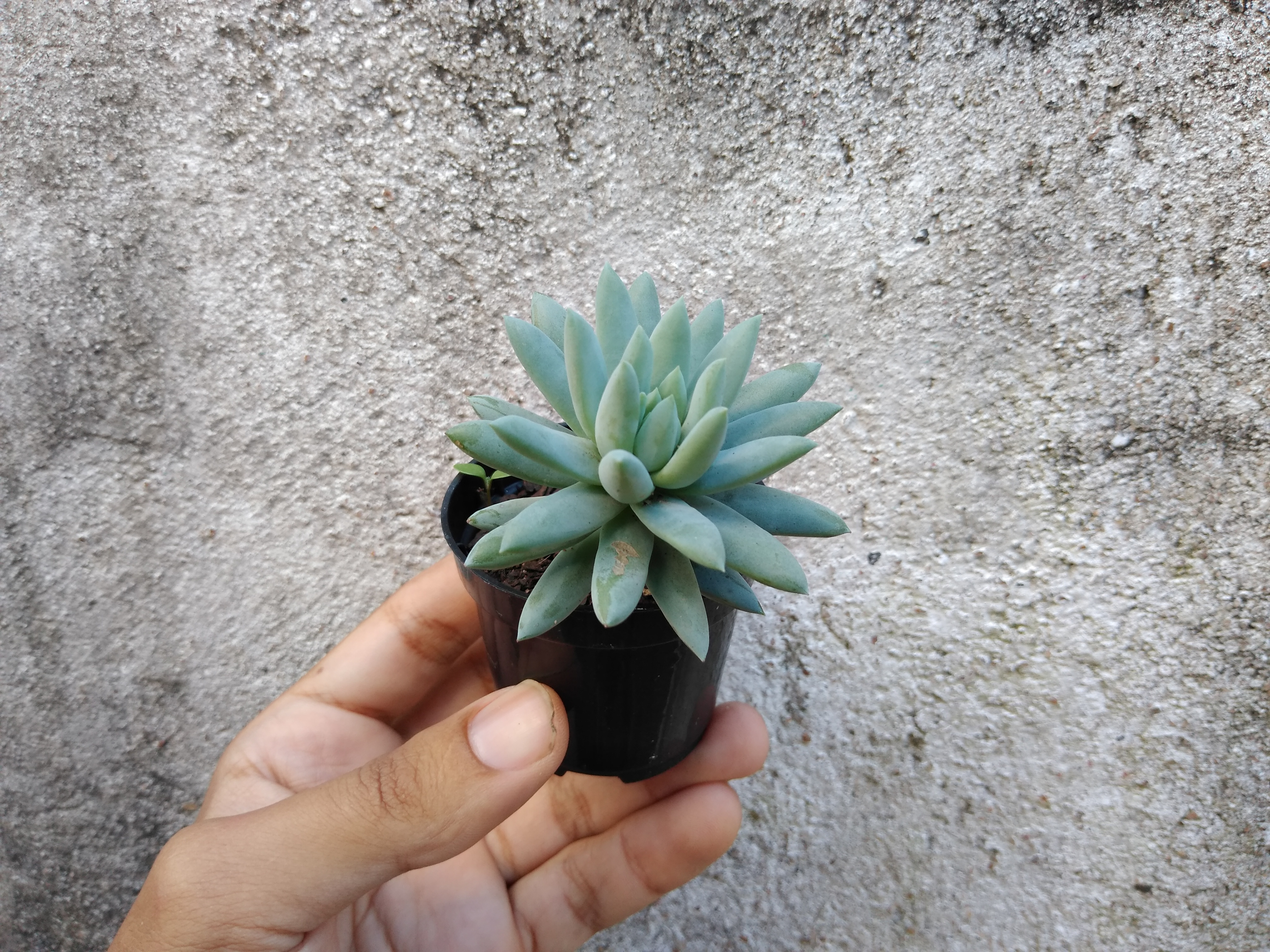 14 - Sedum Brasil - Sedeveria Harry Butterfield