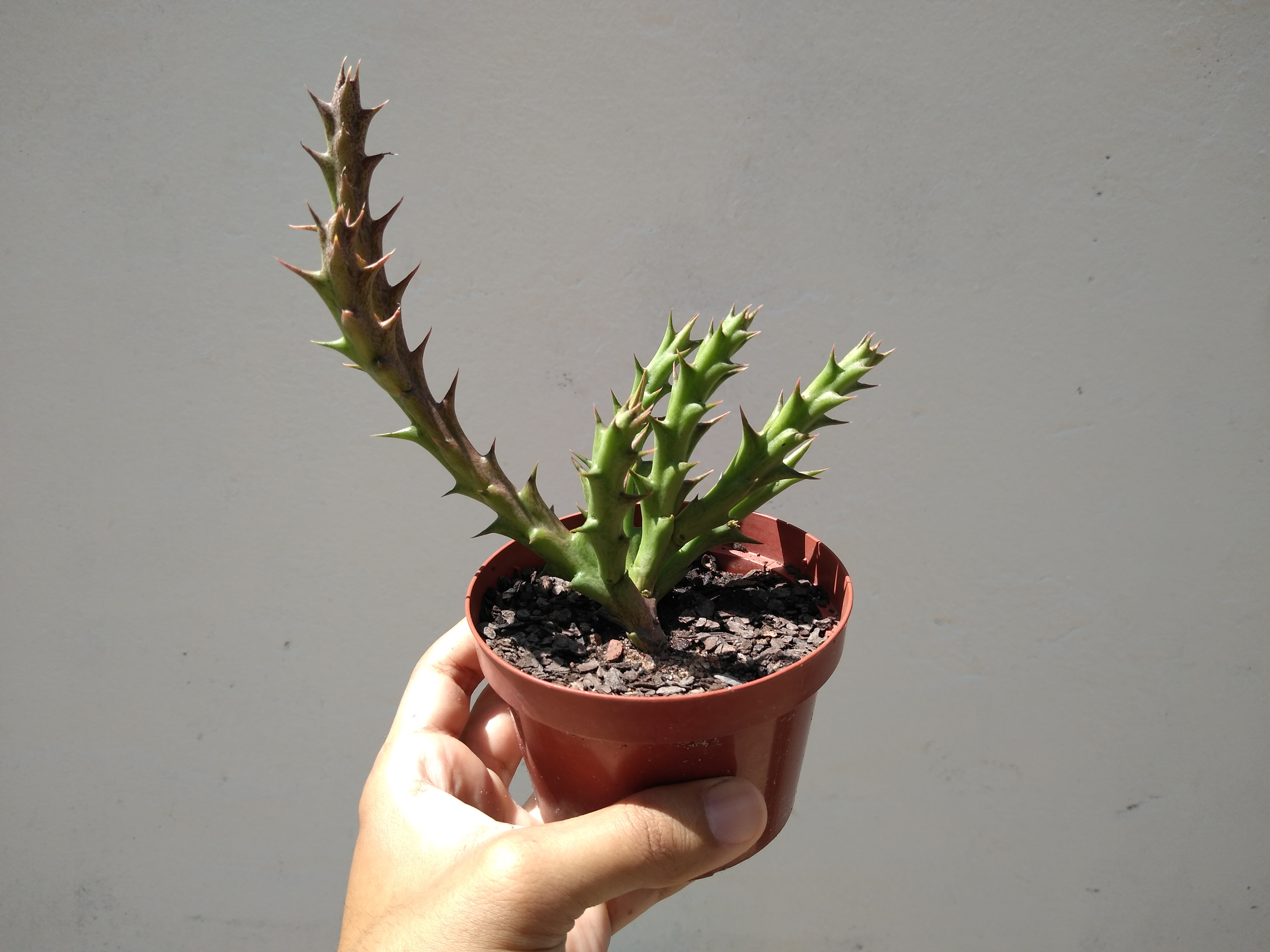 25 - Orbea variegata - Estrela do mar