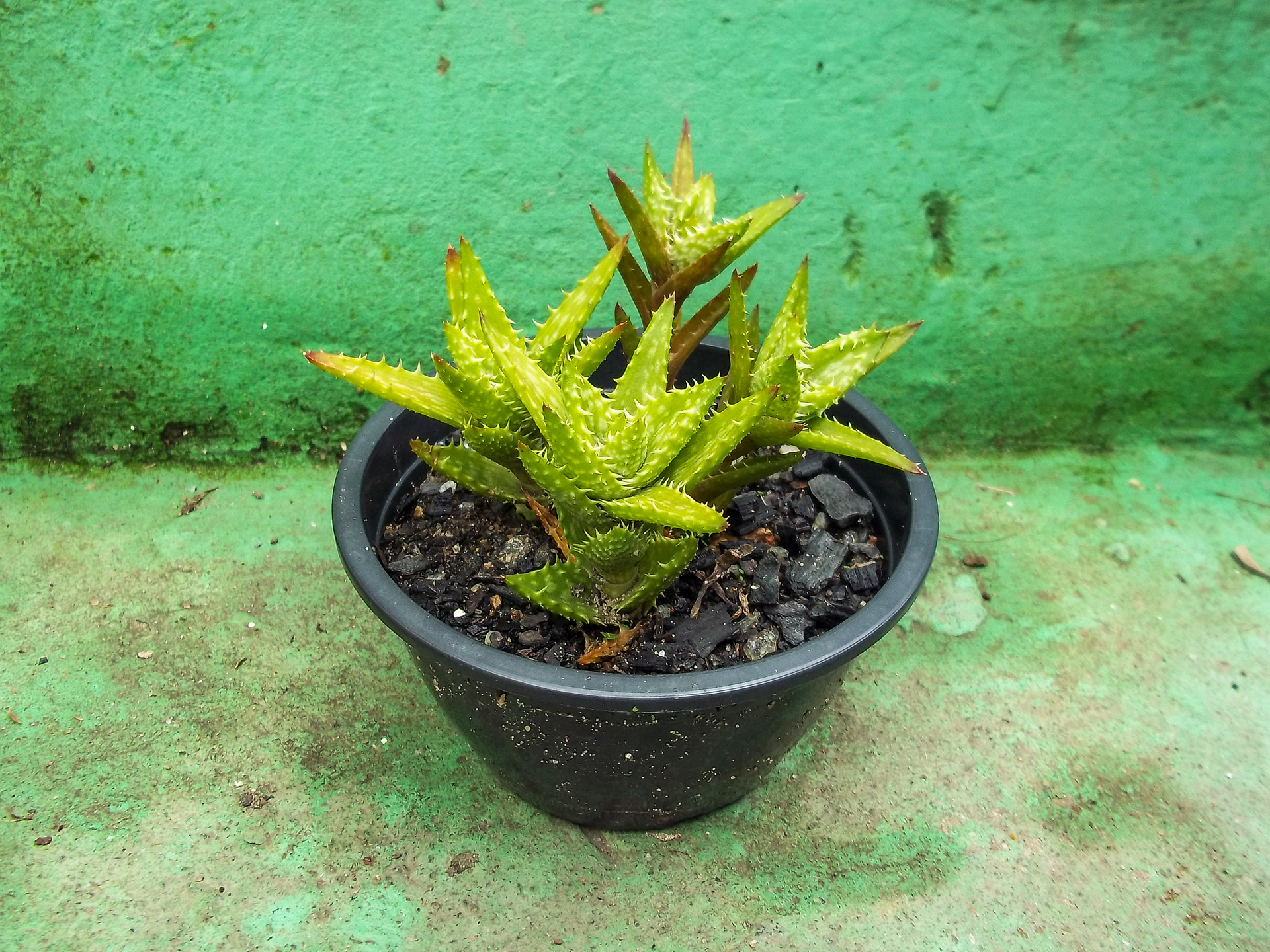 31 - Aloe juvenna