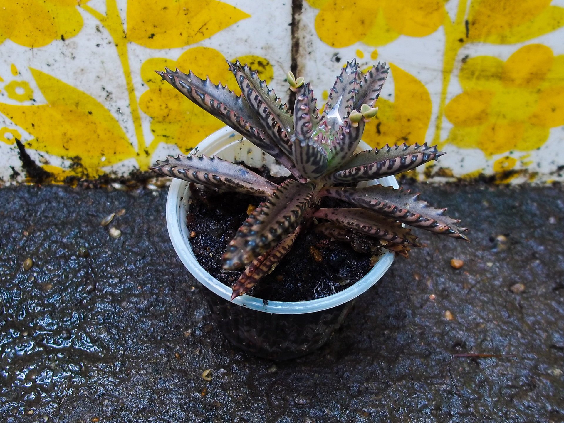 35 - Kalanchoe serrata