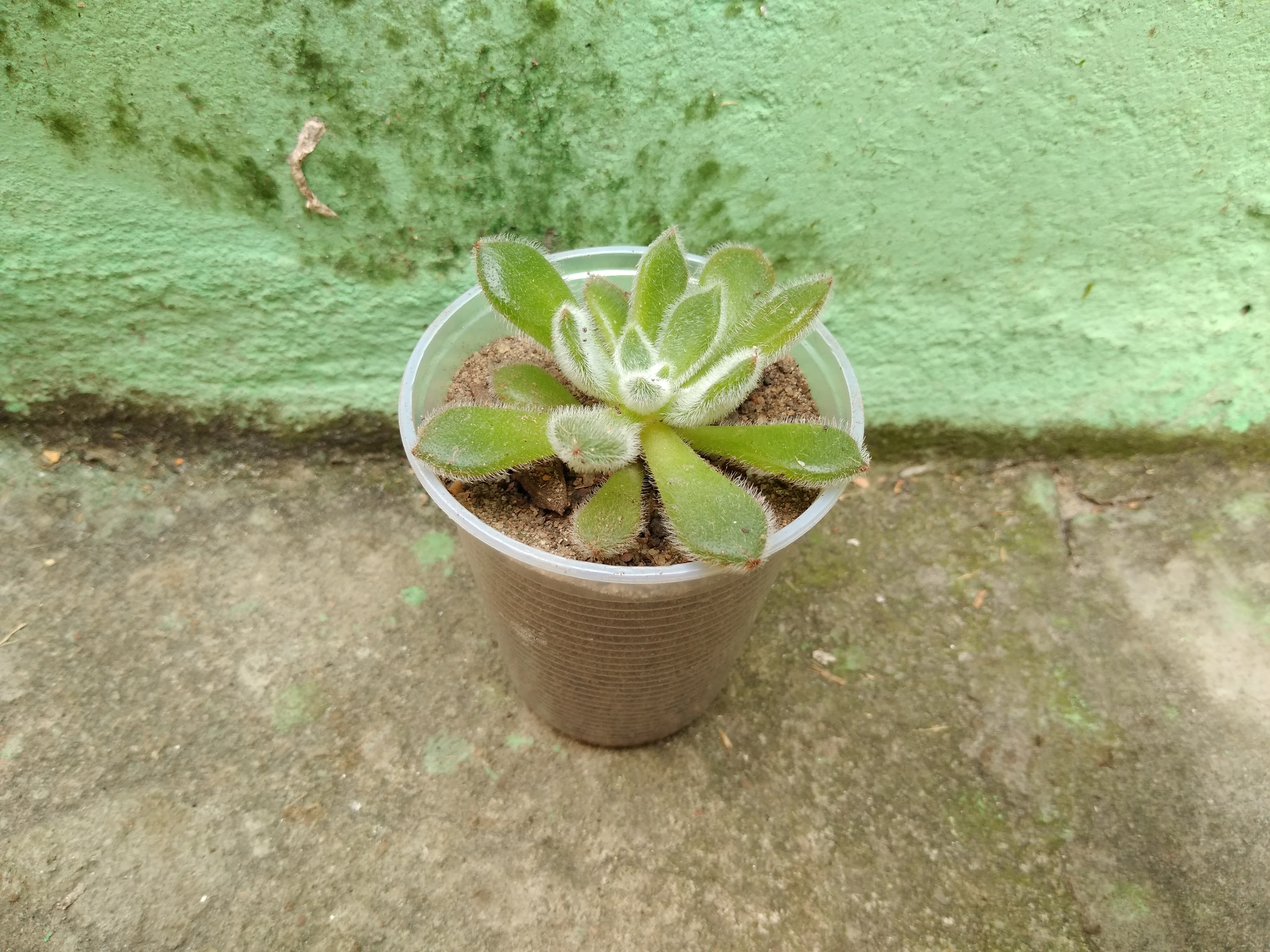 42 - Echeveria setosa