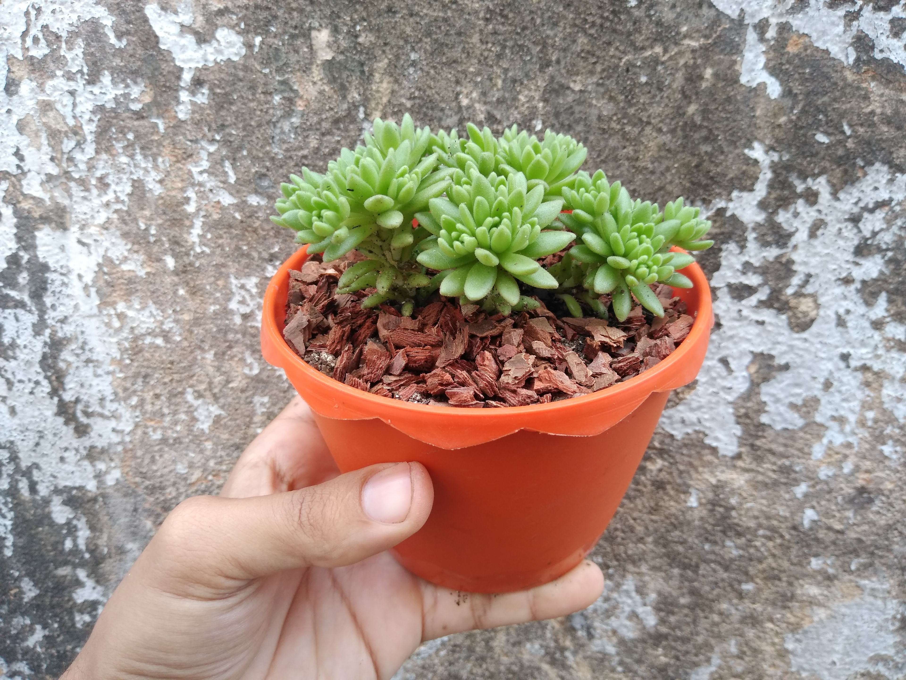 15 - Sedum hirsutum