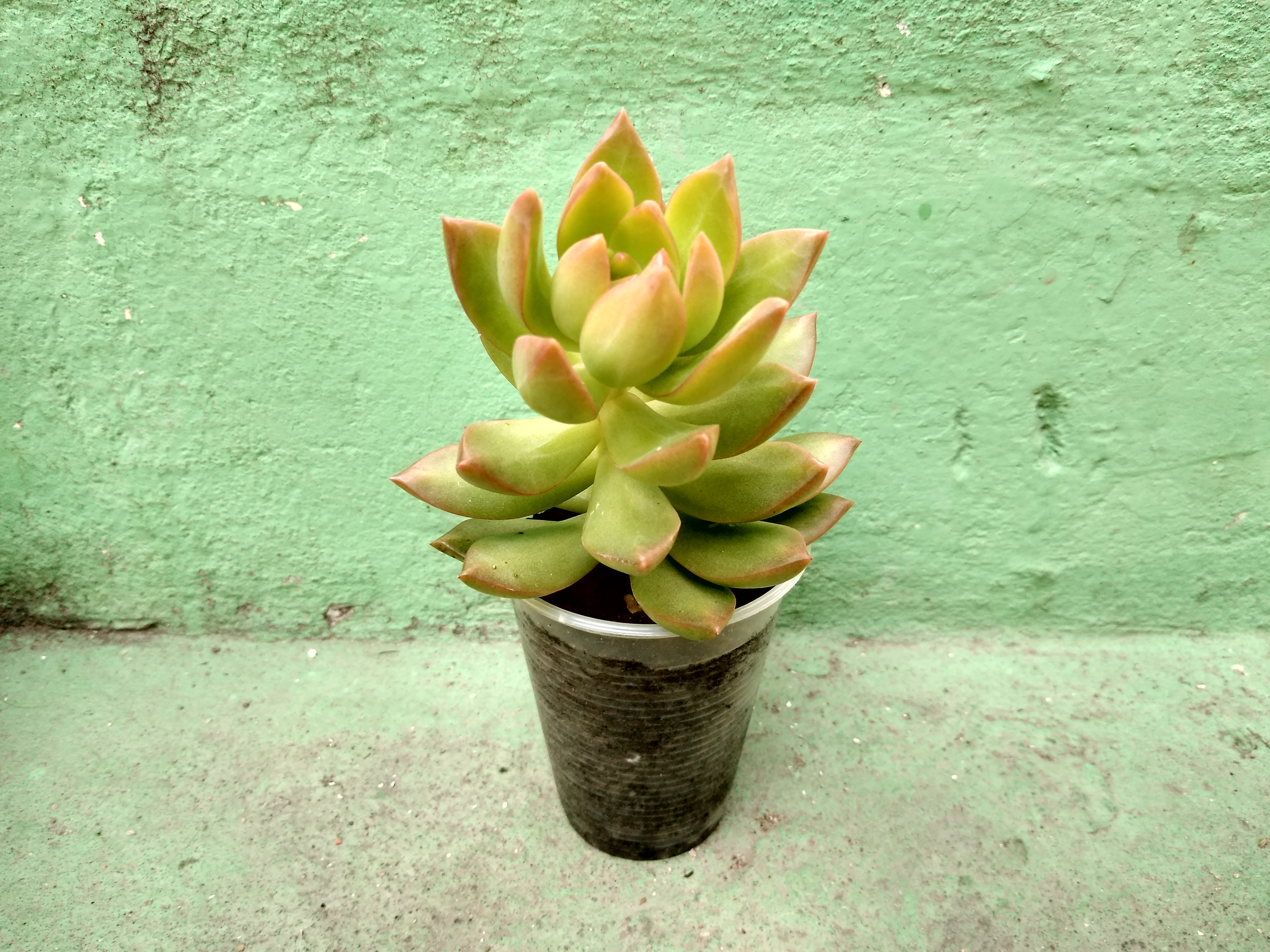 3 - Sedum adolphi - Sedum dourado