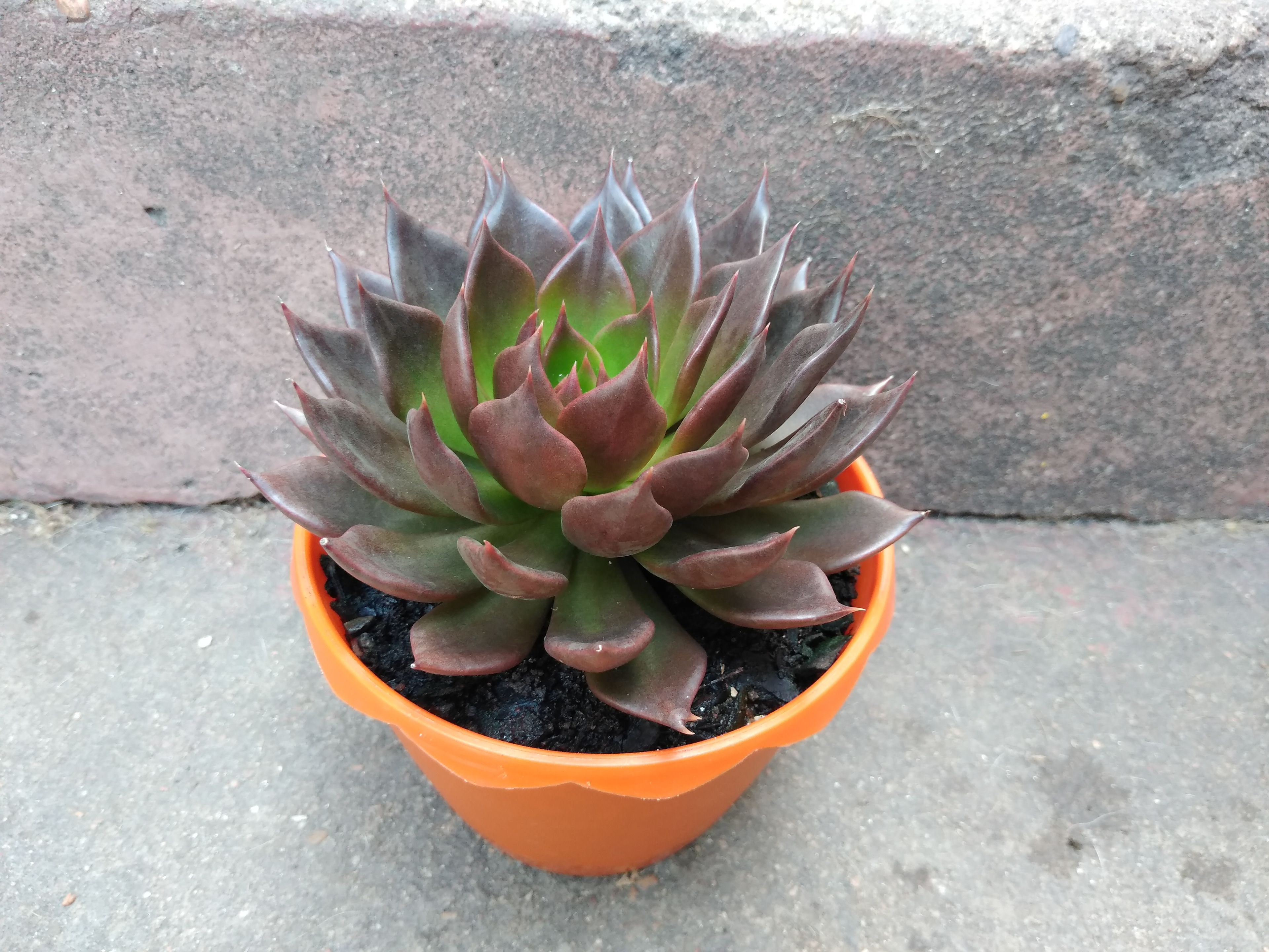 2 - Echeveria Black Prince