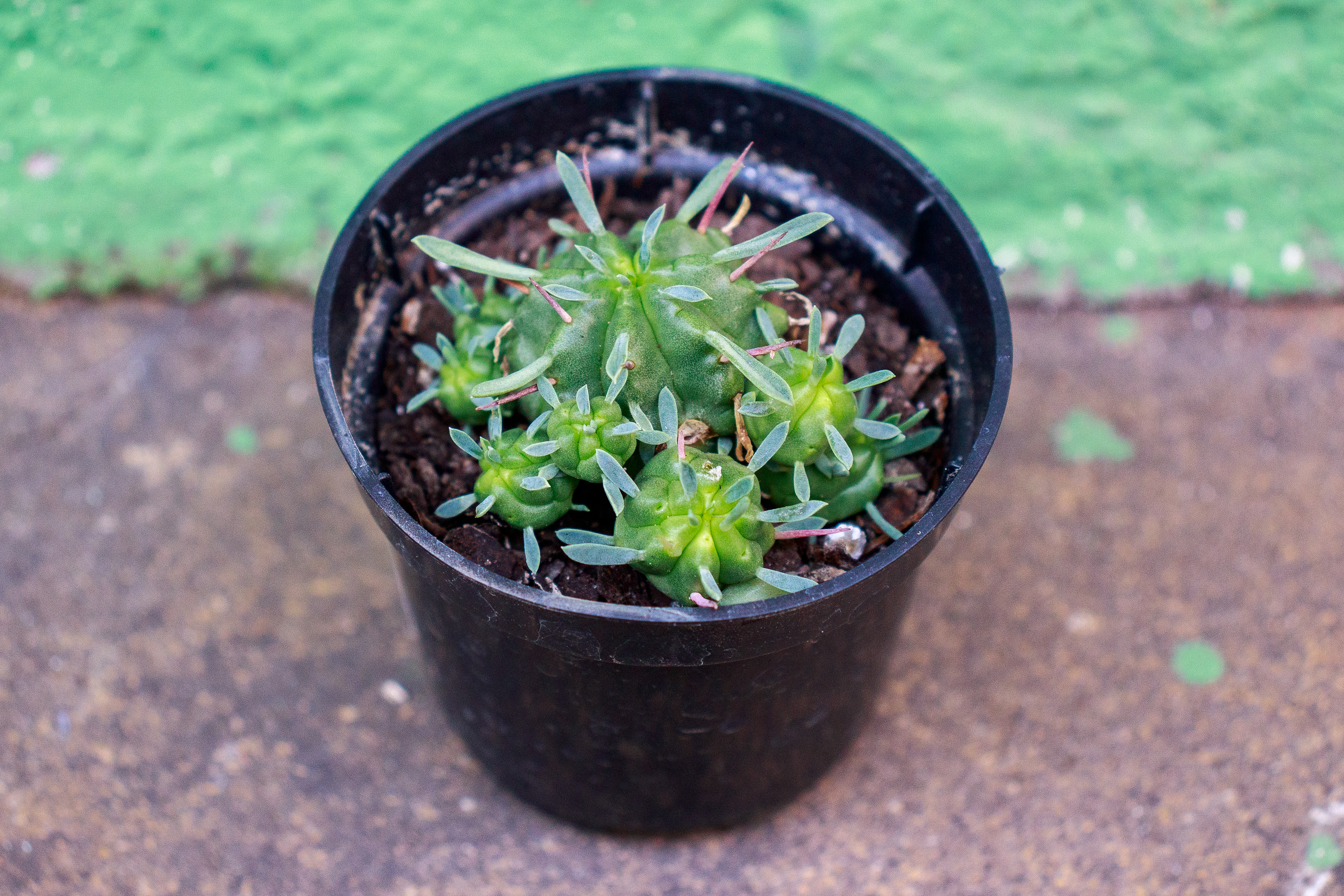 47 - Euphorbia pulvinata