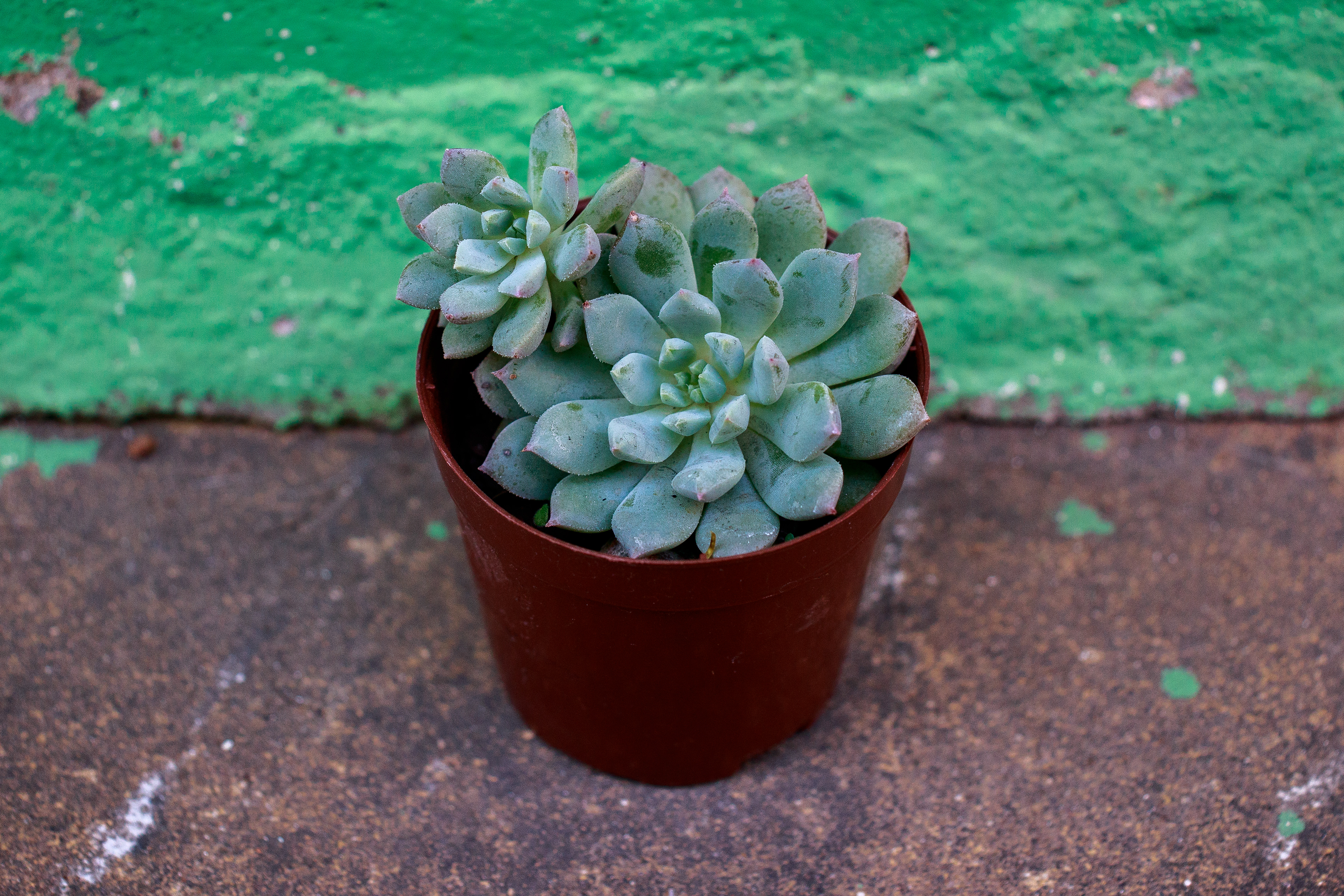 53 - Echeveria Chrissy n' Ryan