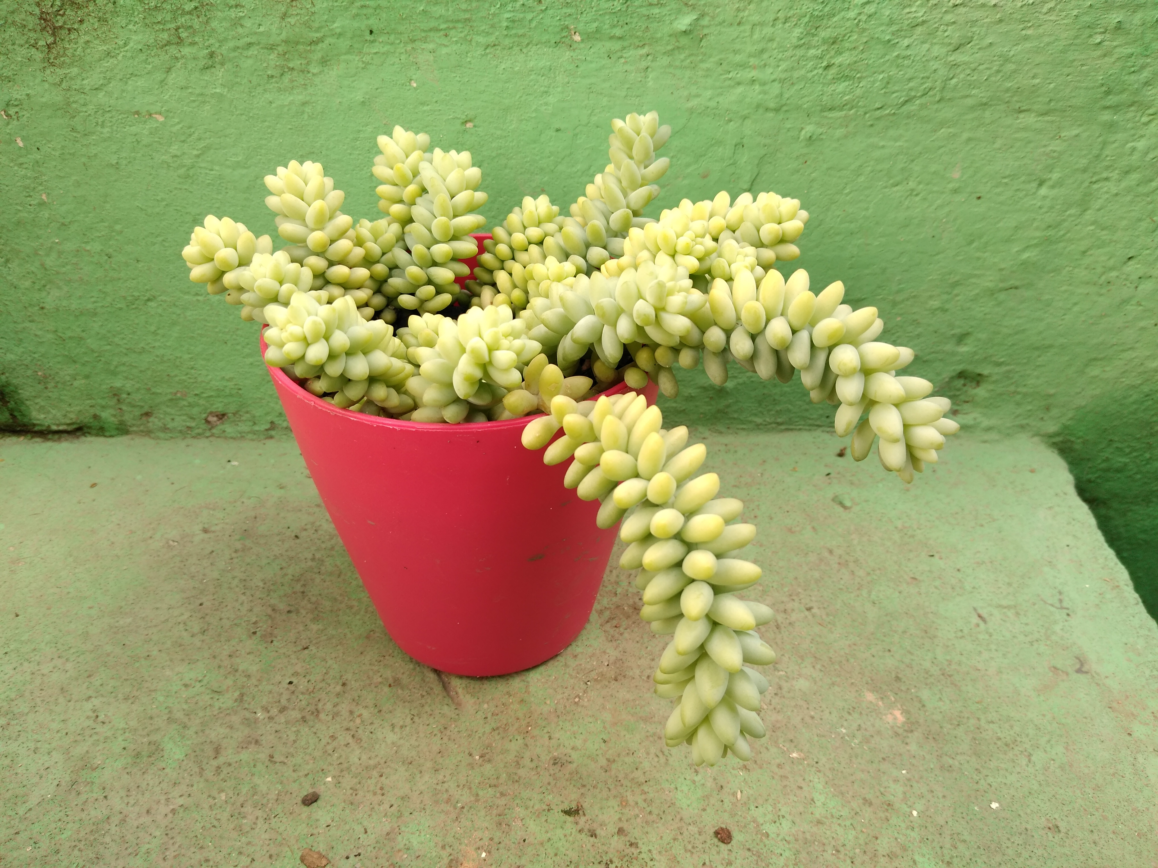 11 – Sedum burrito