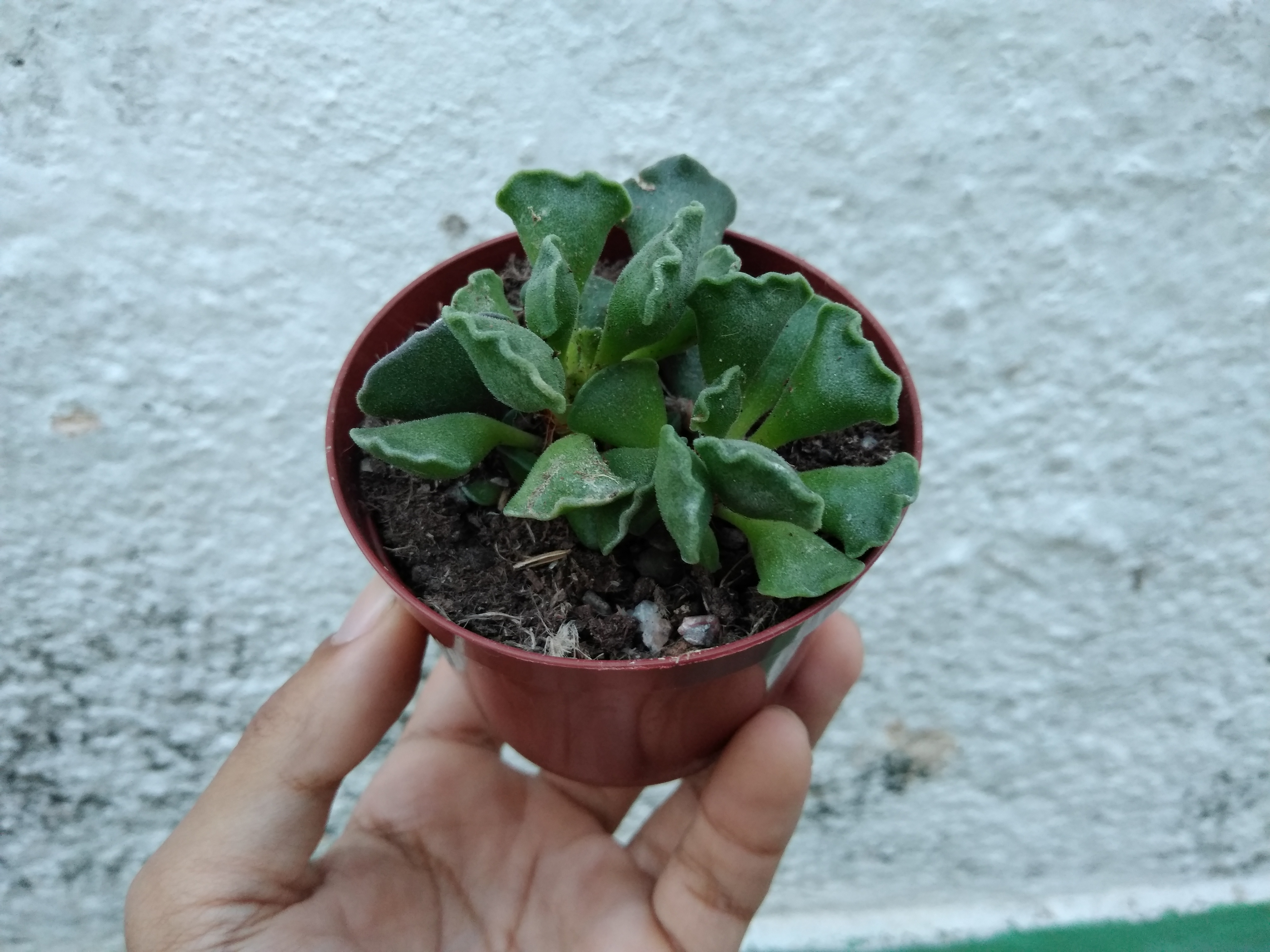 44 - Adromischus cristatus - Patinha de tartaruga