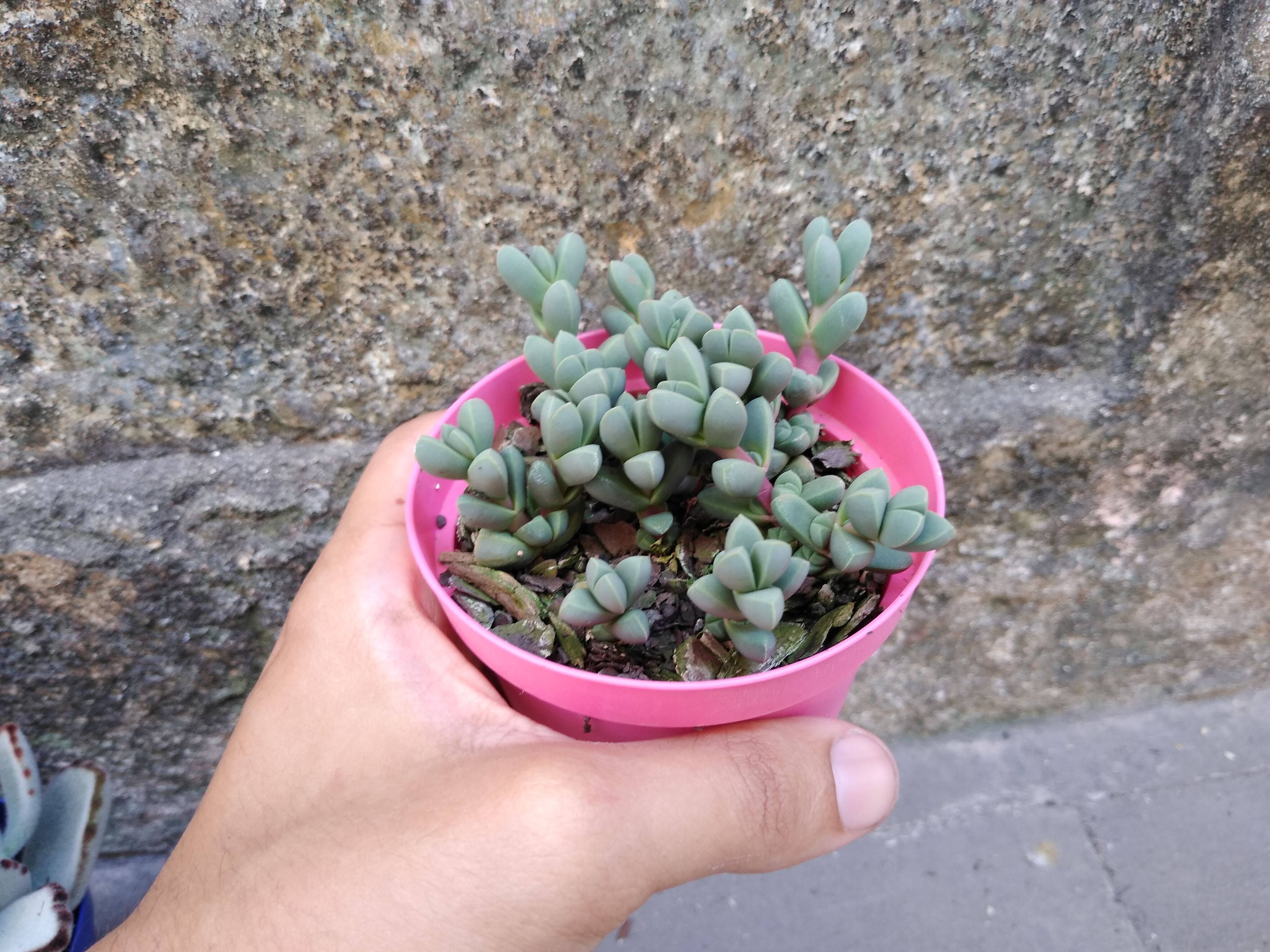 22 - Corpuscularia lehmannii - Coração partido