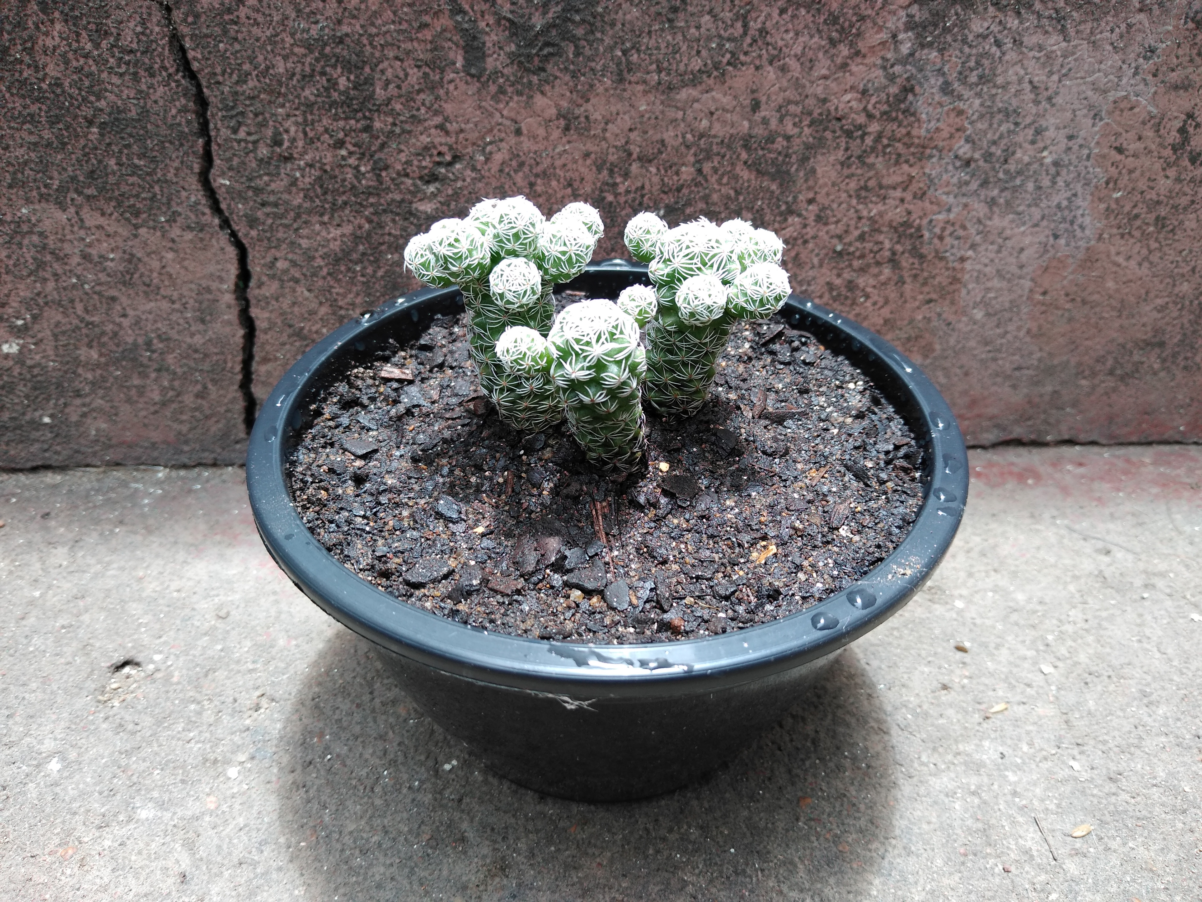 18 - Mammillaria gracilis - Cacto-dedal