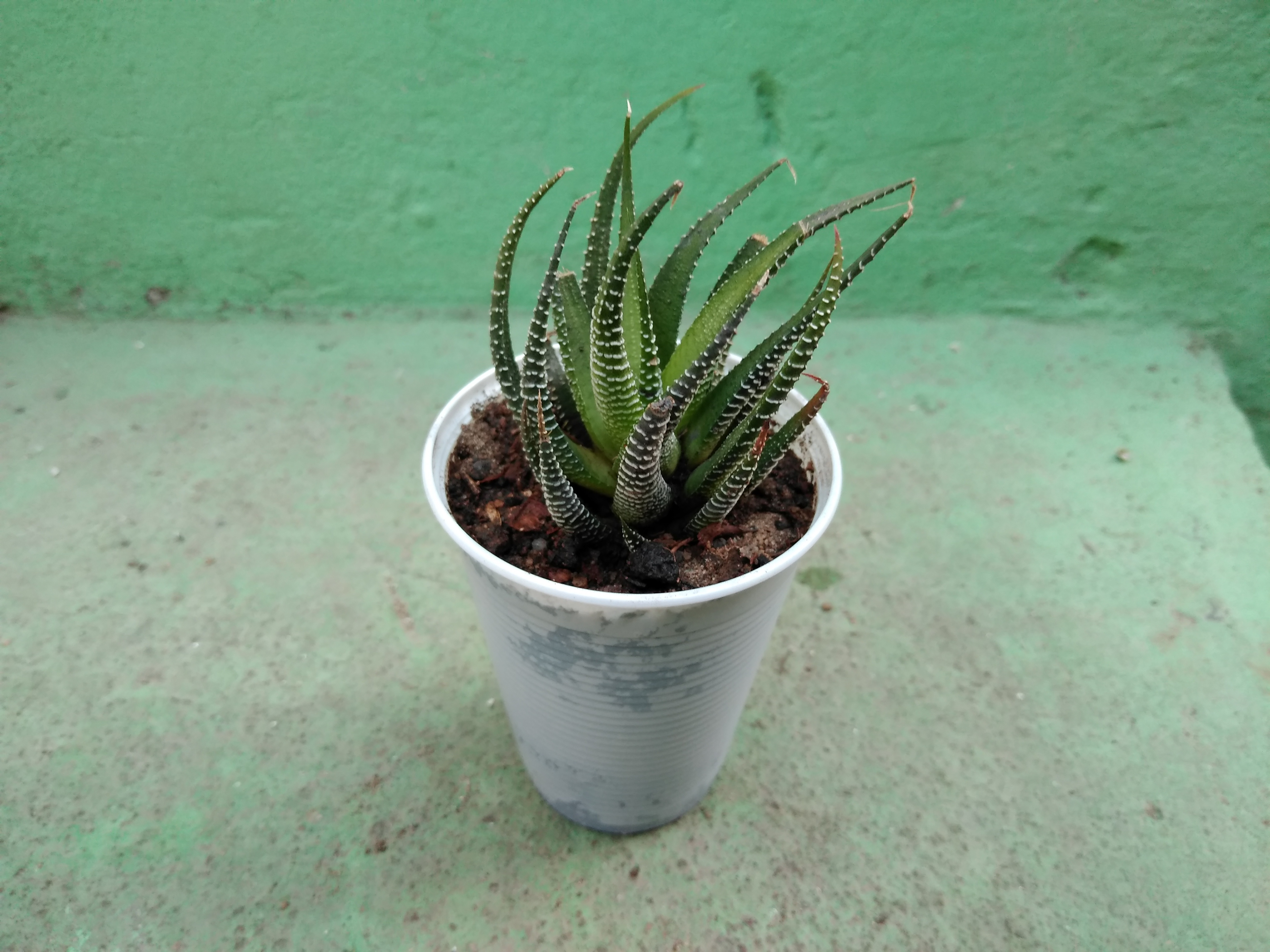 50 - Haworthia Attenuata - Rabo de lagartixa