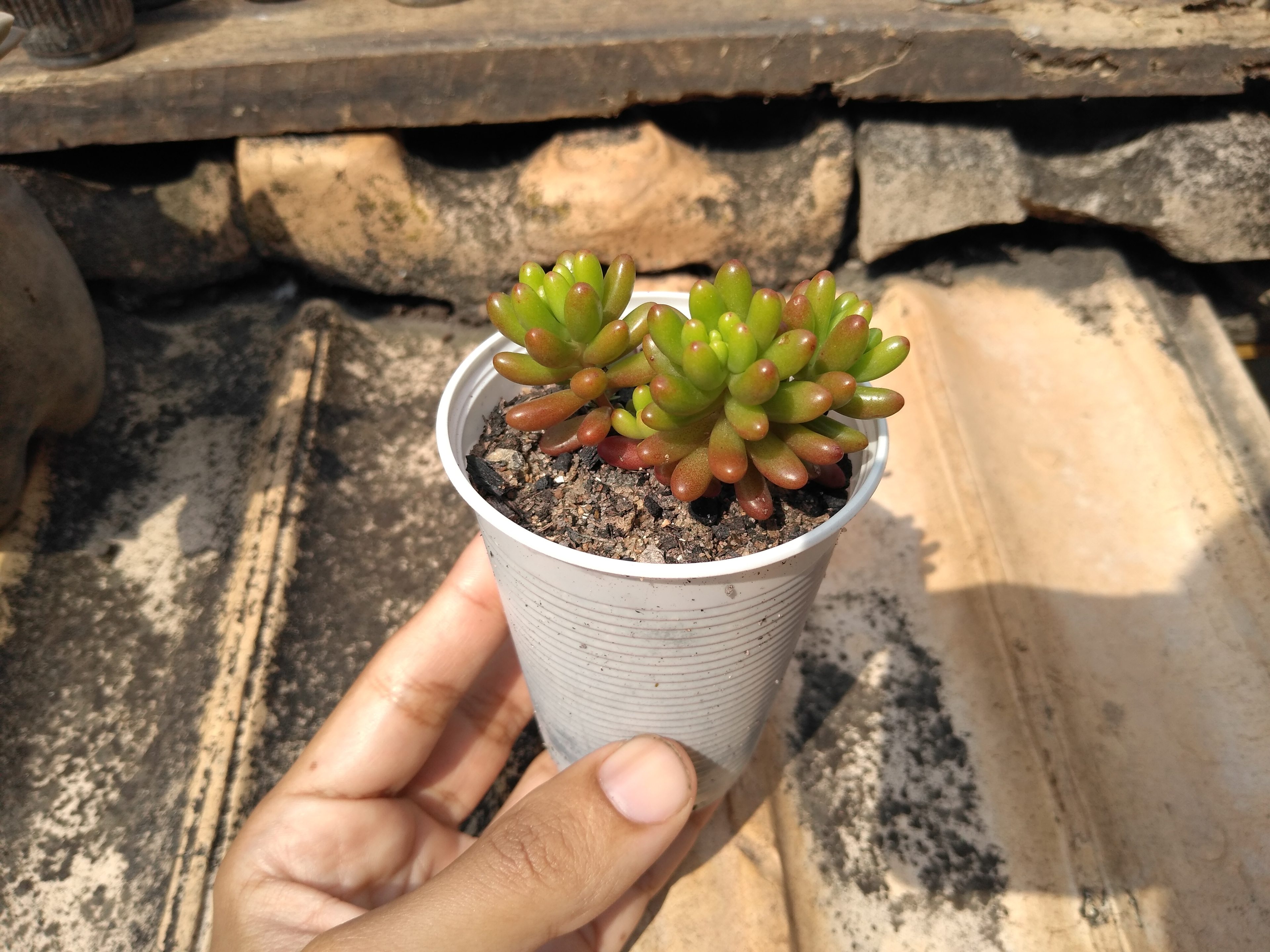 26 - Sedum rubrotinkum