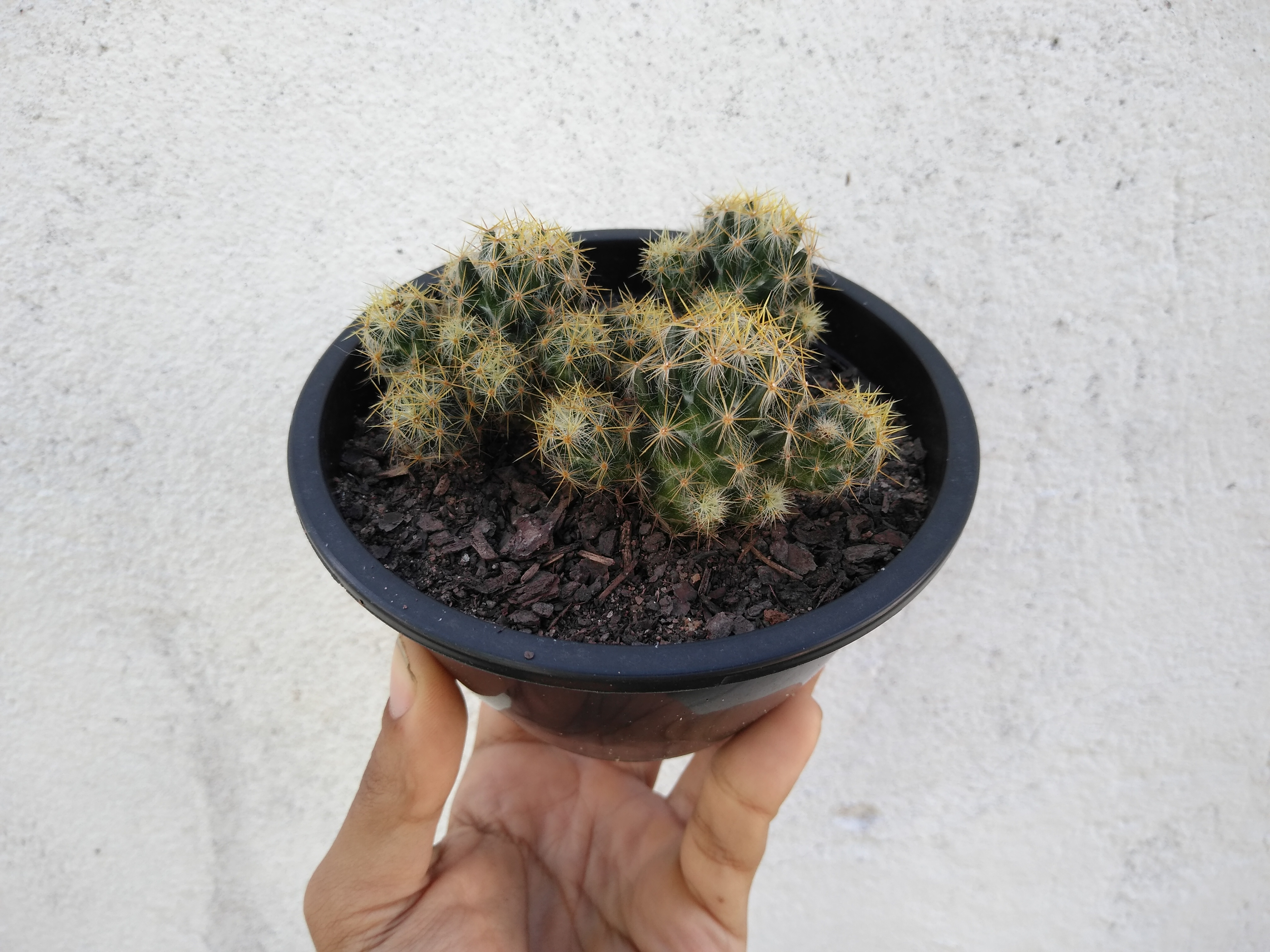 23 - Mammillaria prolifera - Cacto pimenta