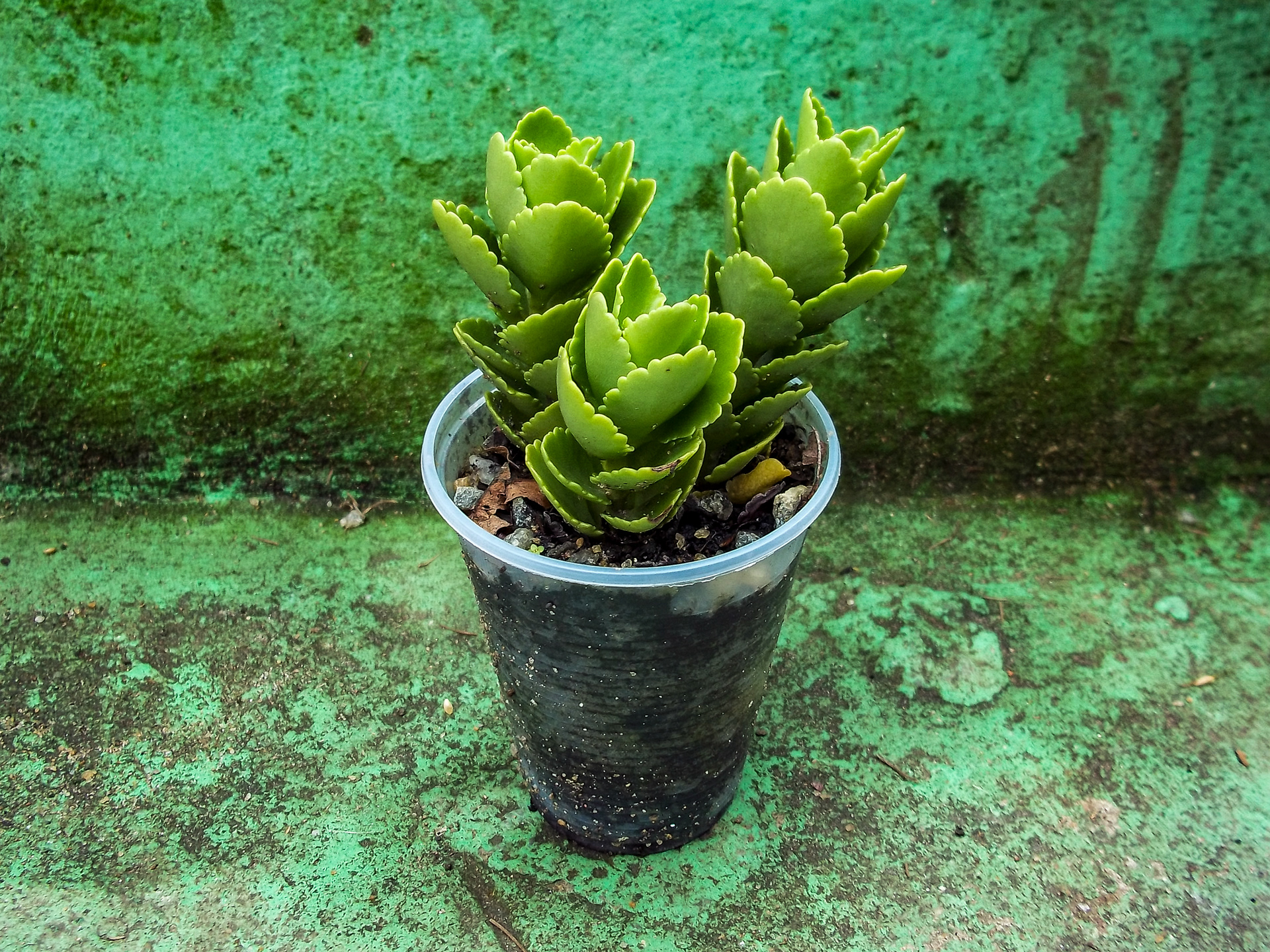 33 - Kalanchoe blossfeldiana