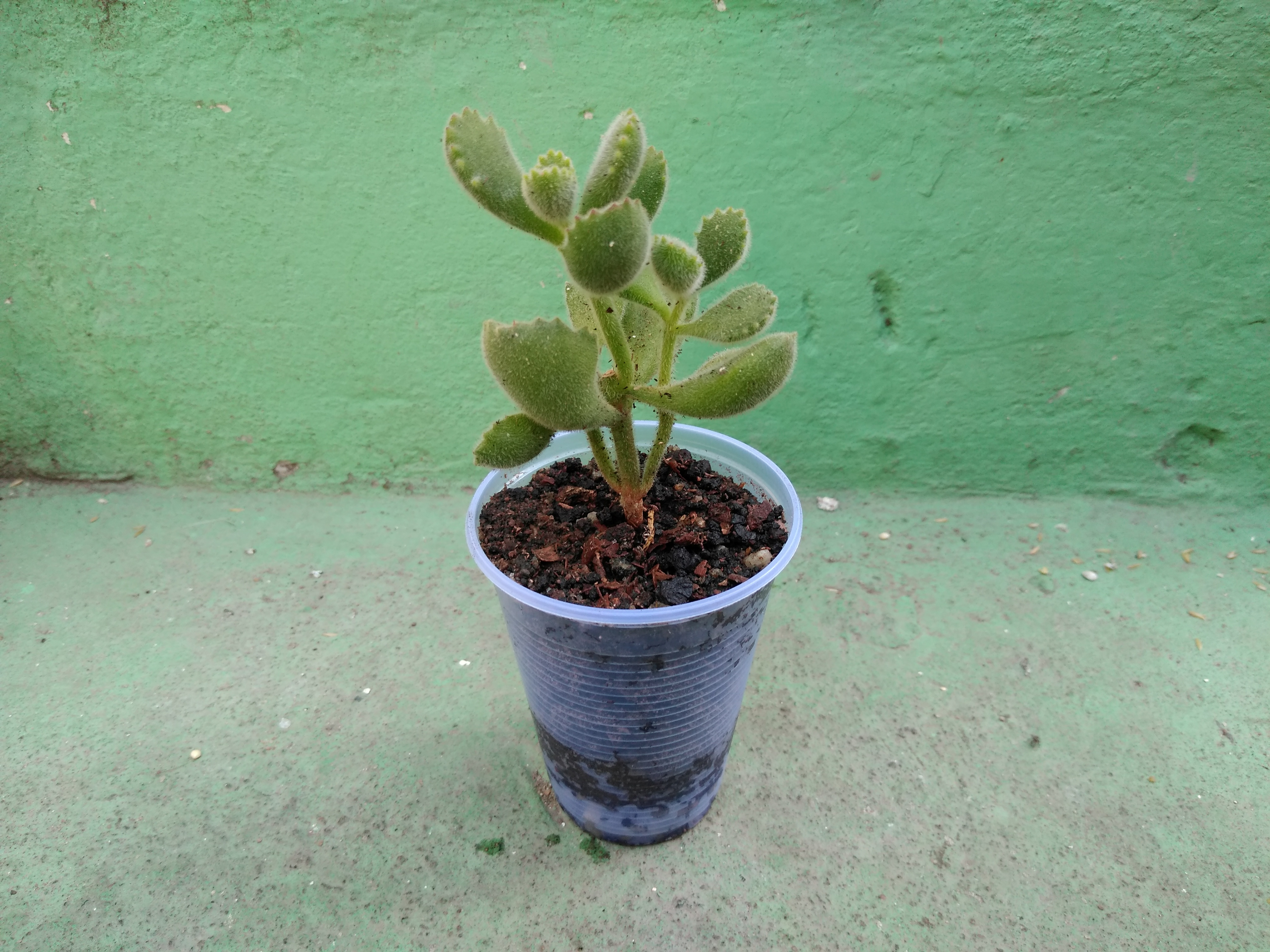 46 - Cotyledon tomentosa - Patinha de Urso