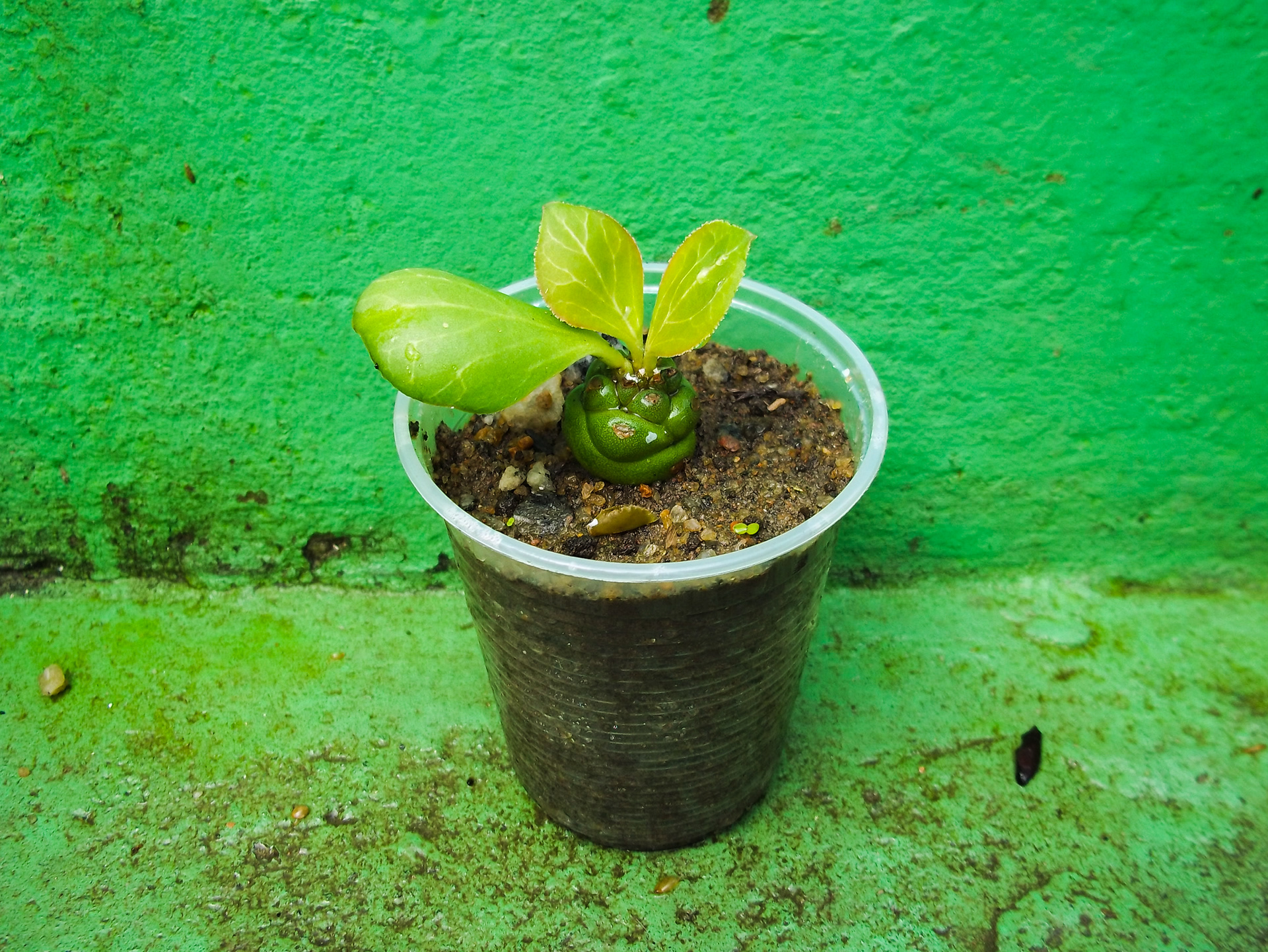 29 - Euphorbia Monadenium Ritchiei