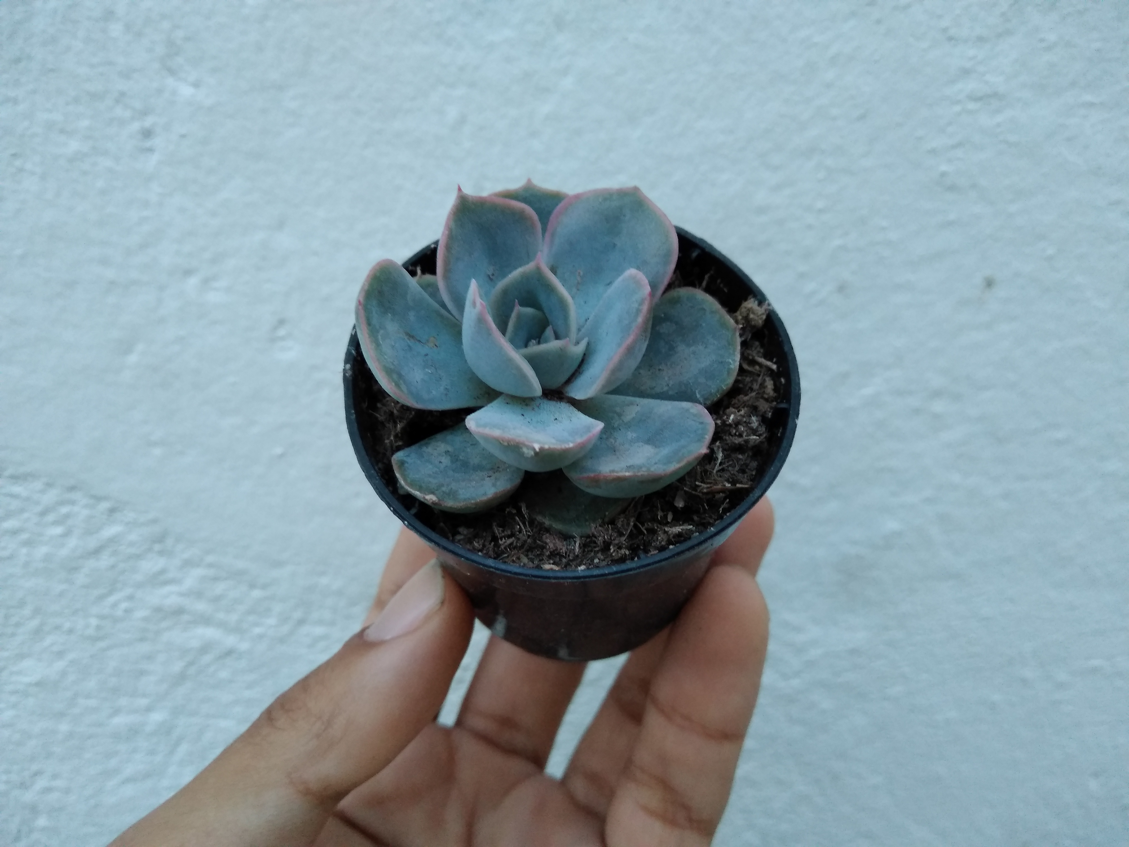 38 - Echeveria orion