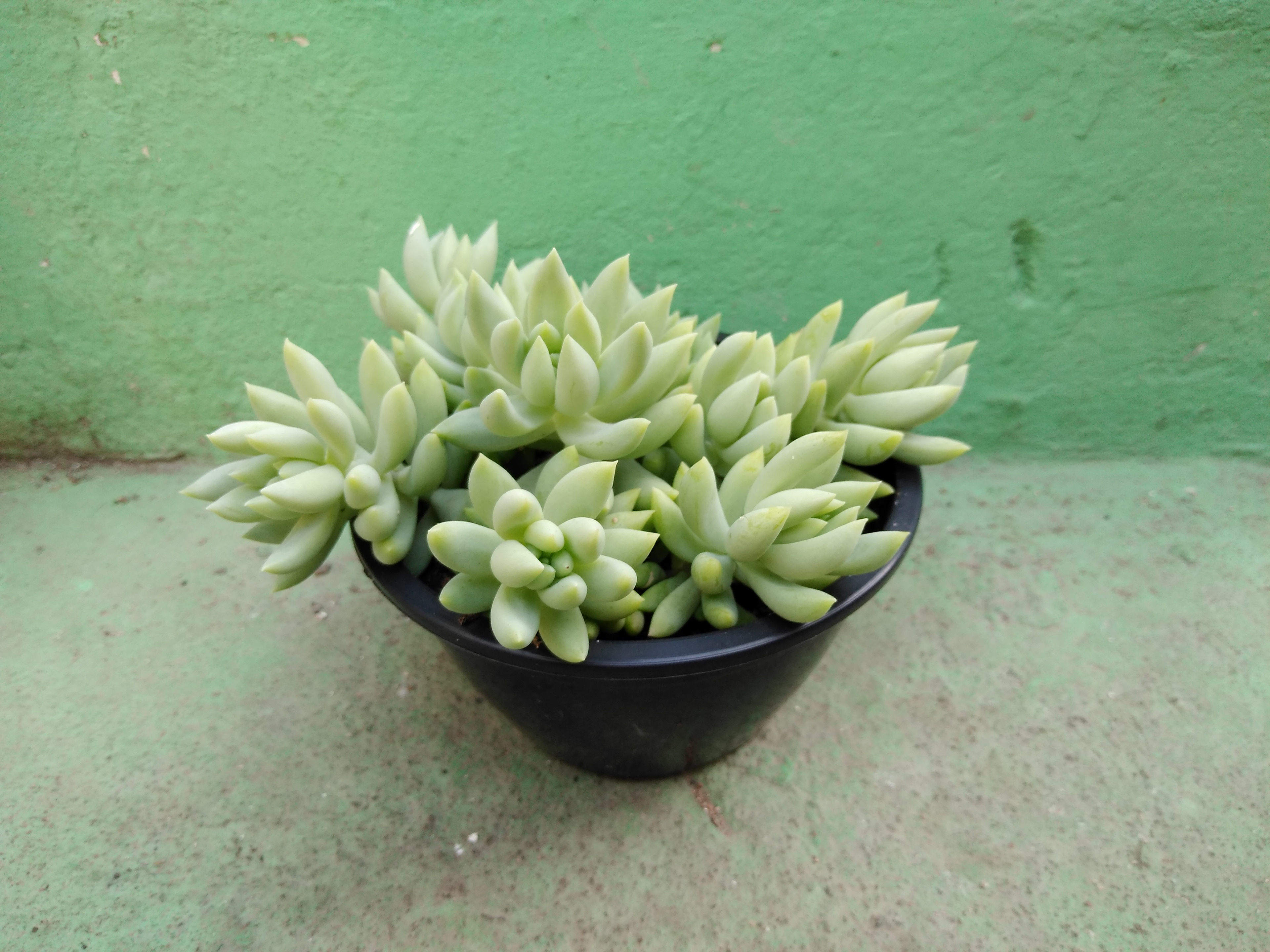 24 - Sedum morganianum - Rabo-de-burro