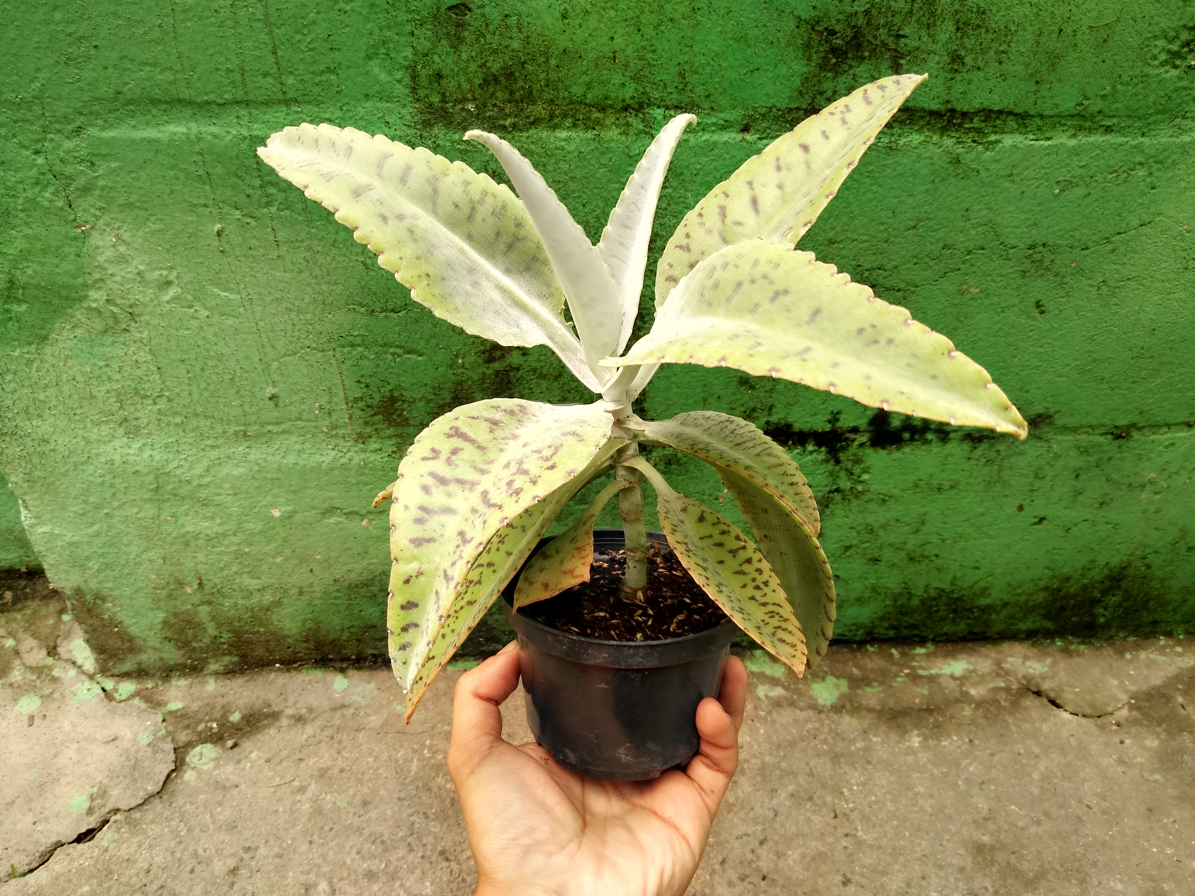 30 - Kalanchoe gastonis-bonnieri
