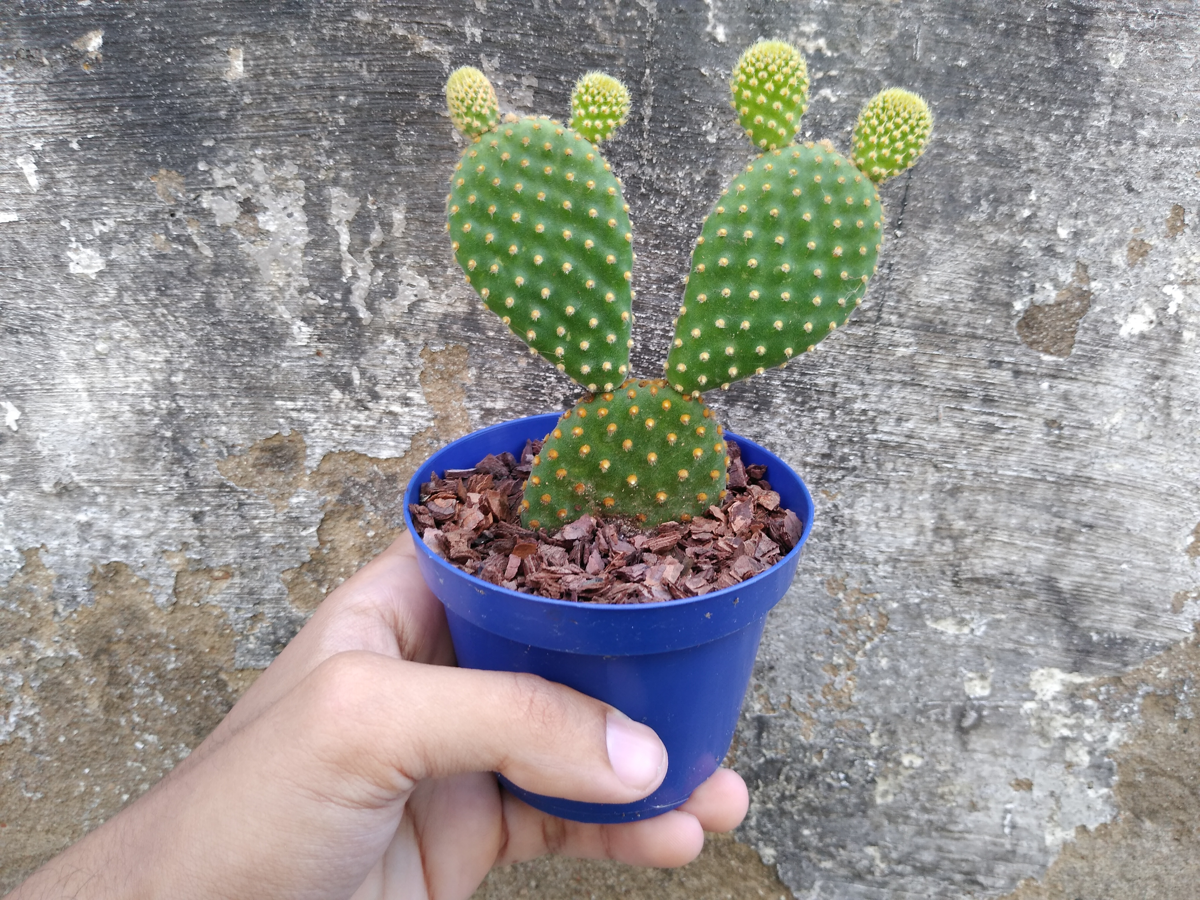 5 - Opuntia microdasys - Orelha-de-coelho