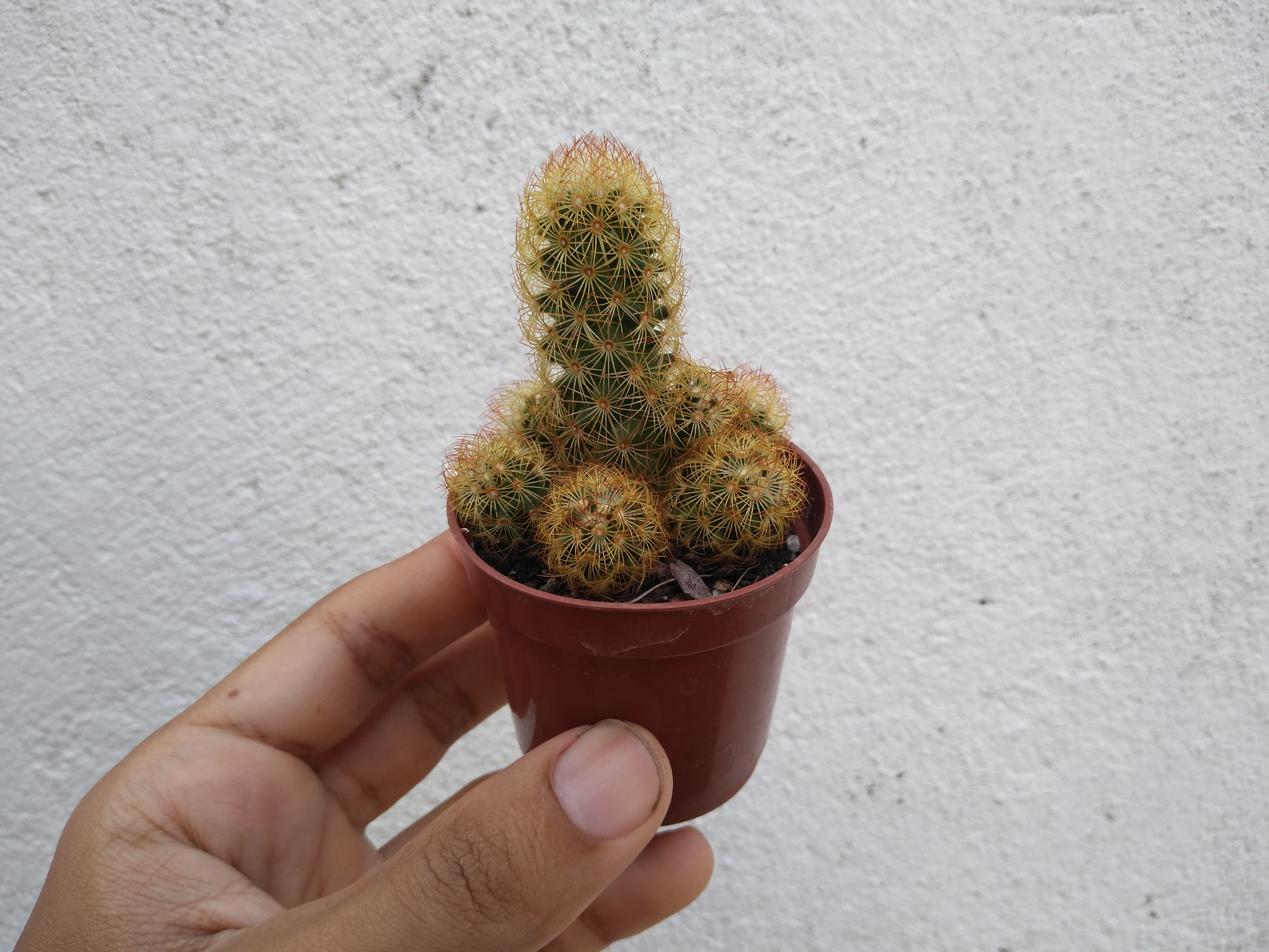 16 - Mammillaria elongata - Cacto dedo-de-dama
