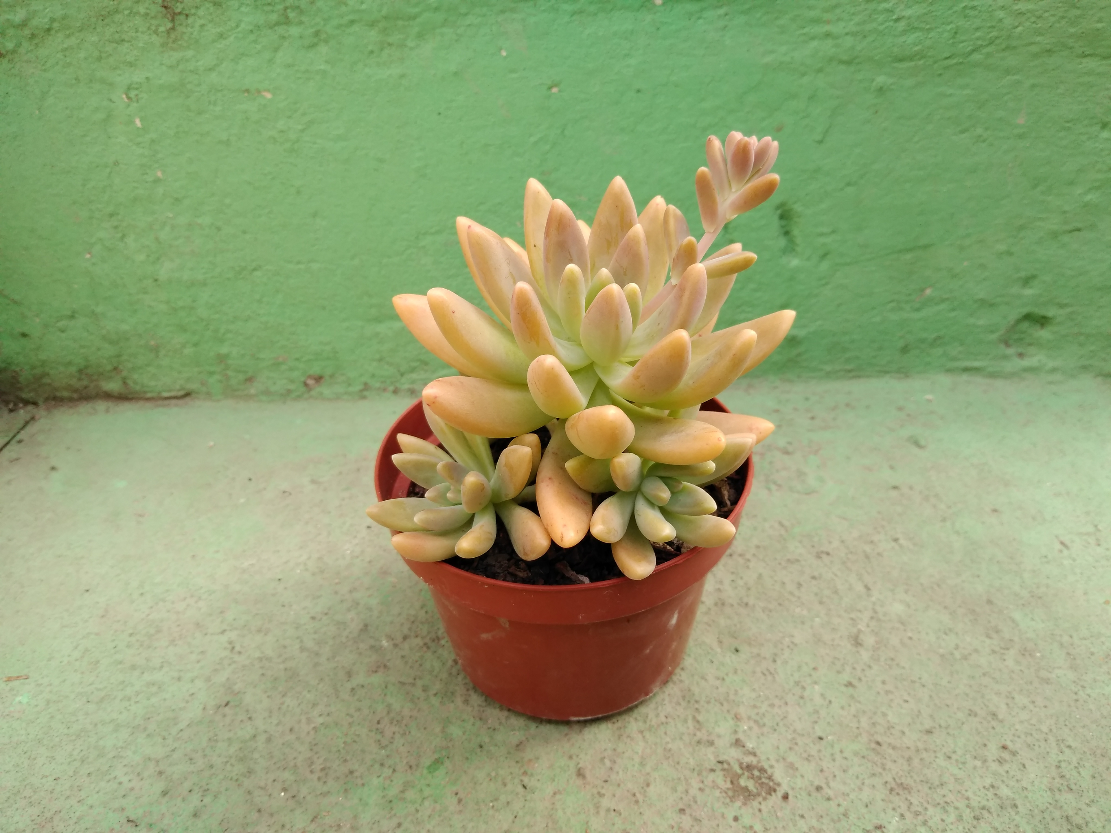 13 - Graptosedum Francesco Baldi