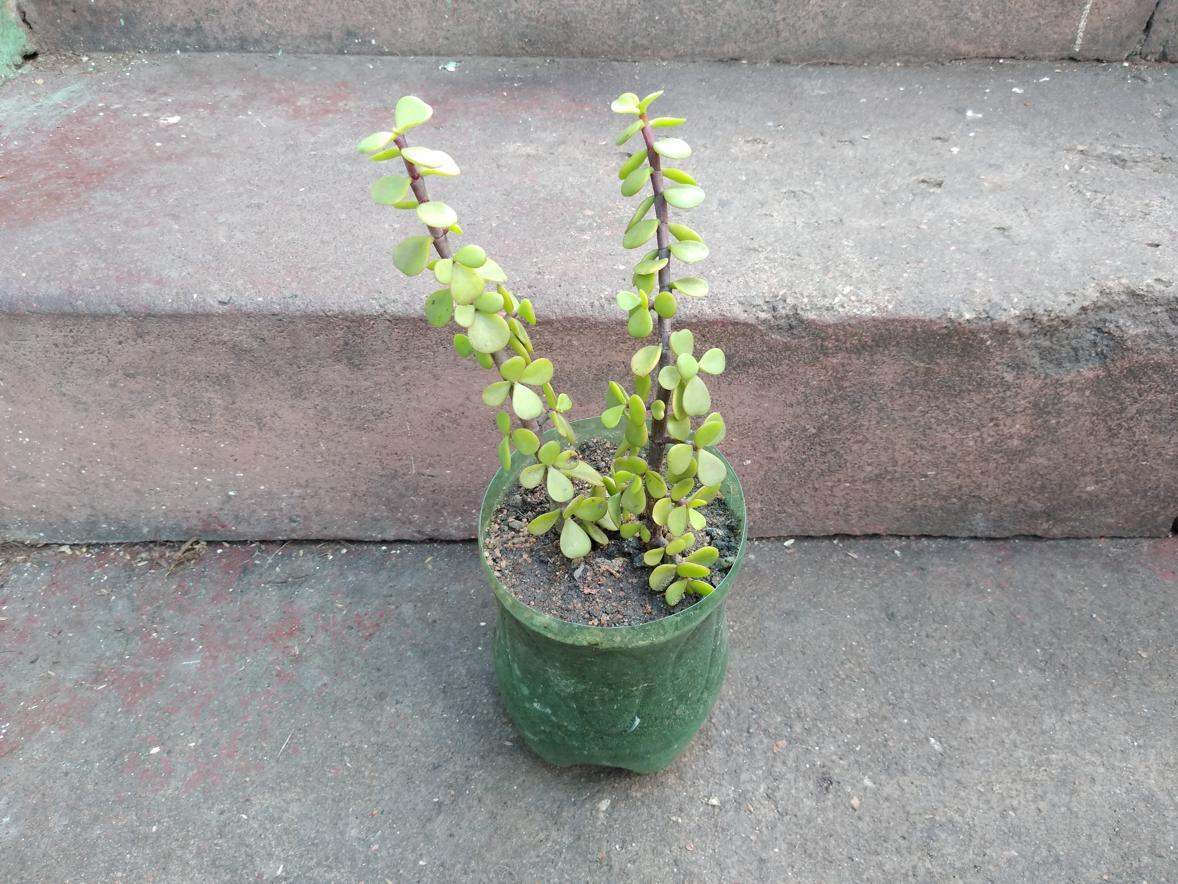 51 - Portulacaria afra