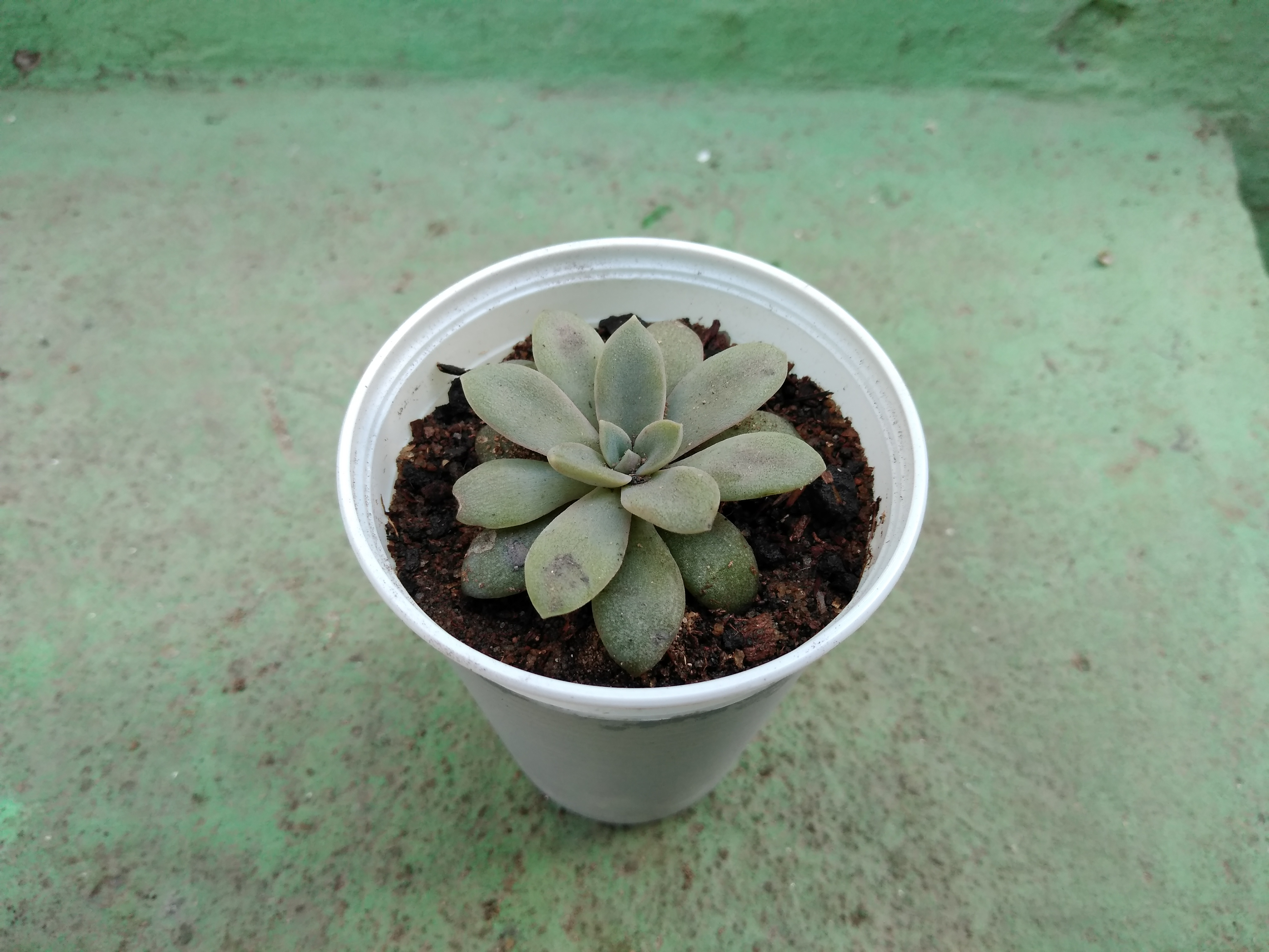 49 - Echeveria carnicolor