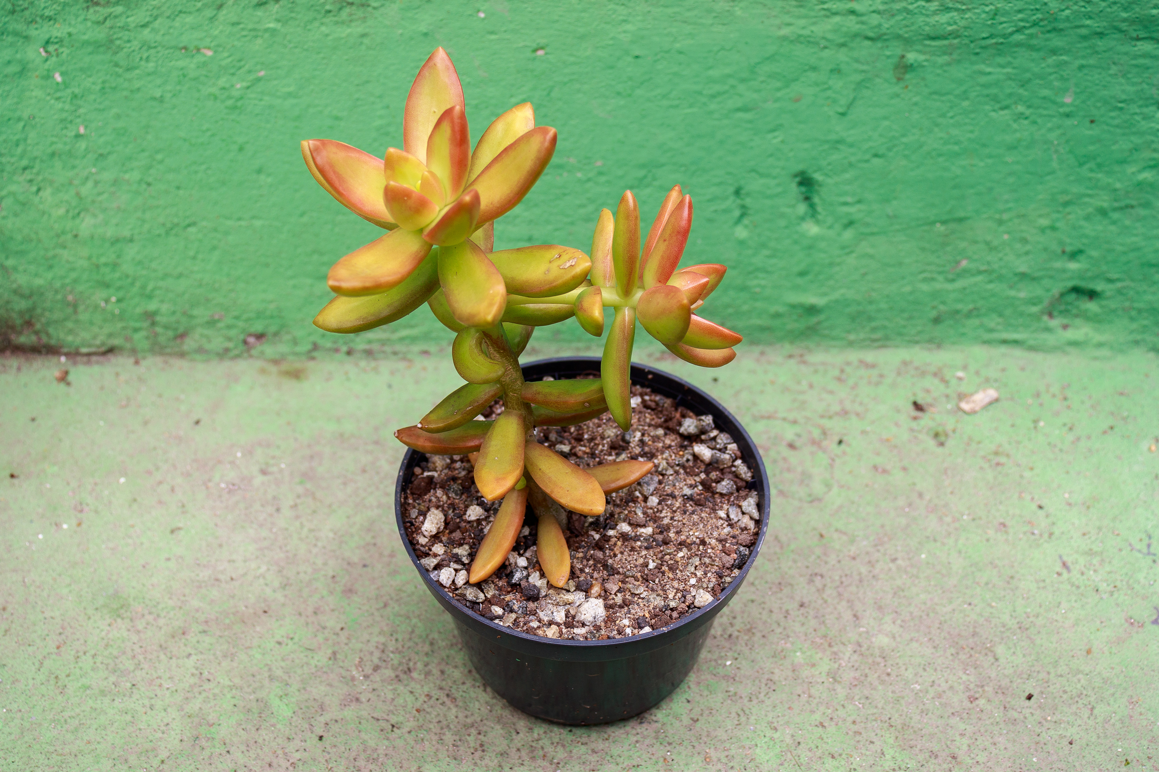 4 - Sedum nussbaumerianum