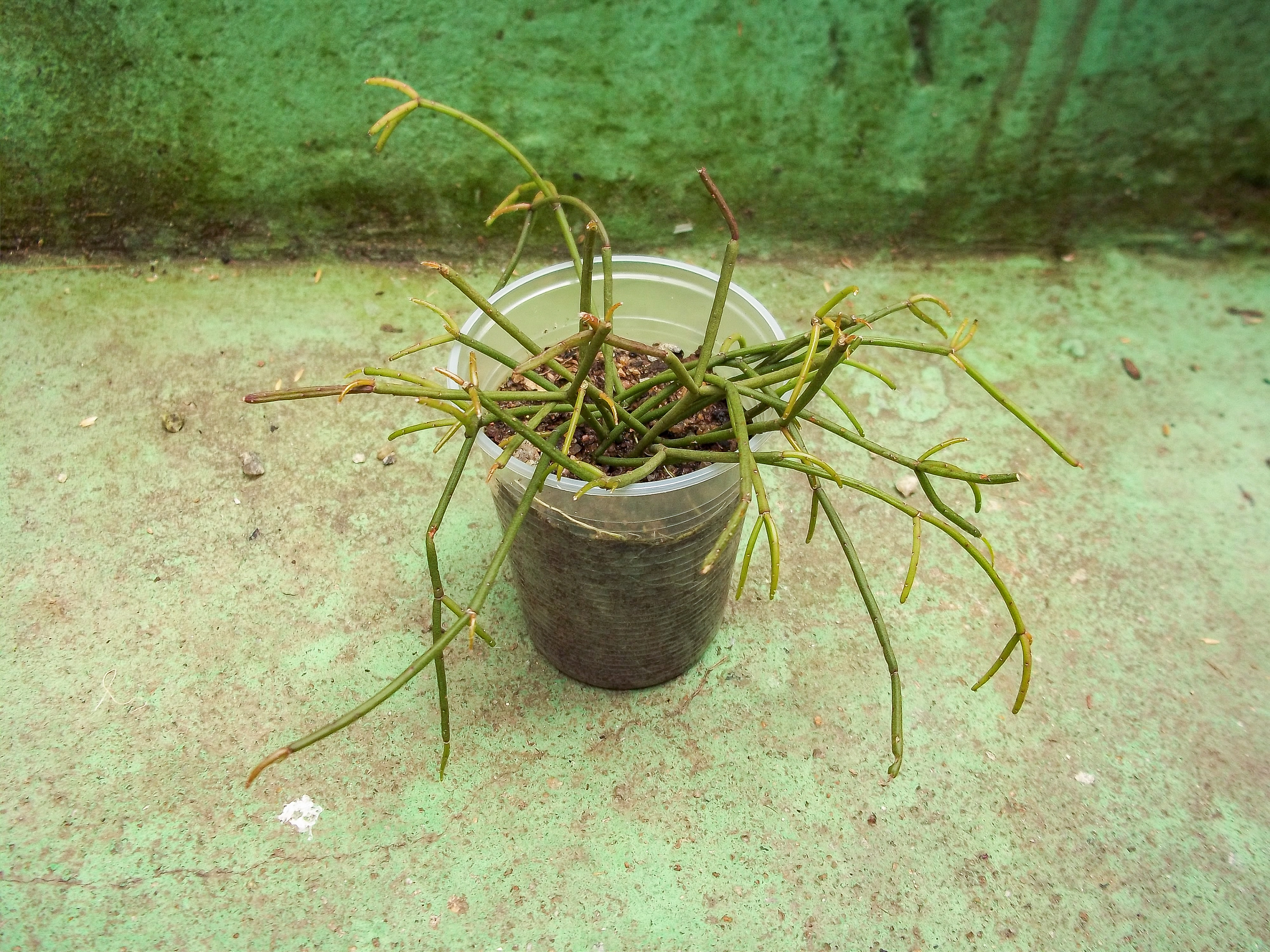 45 - Rhipsalis baccifera - Cacto macarrão