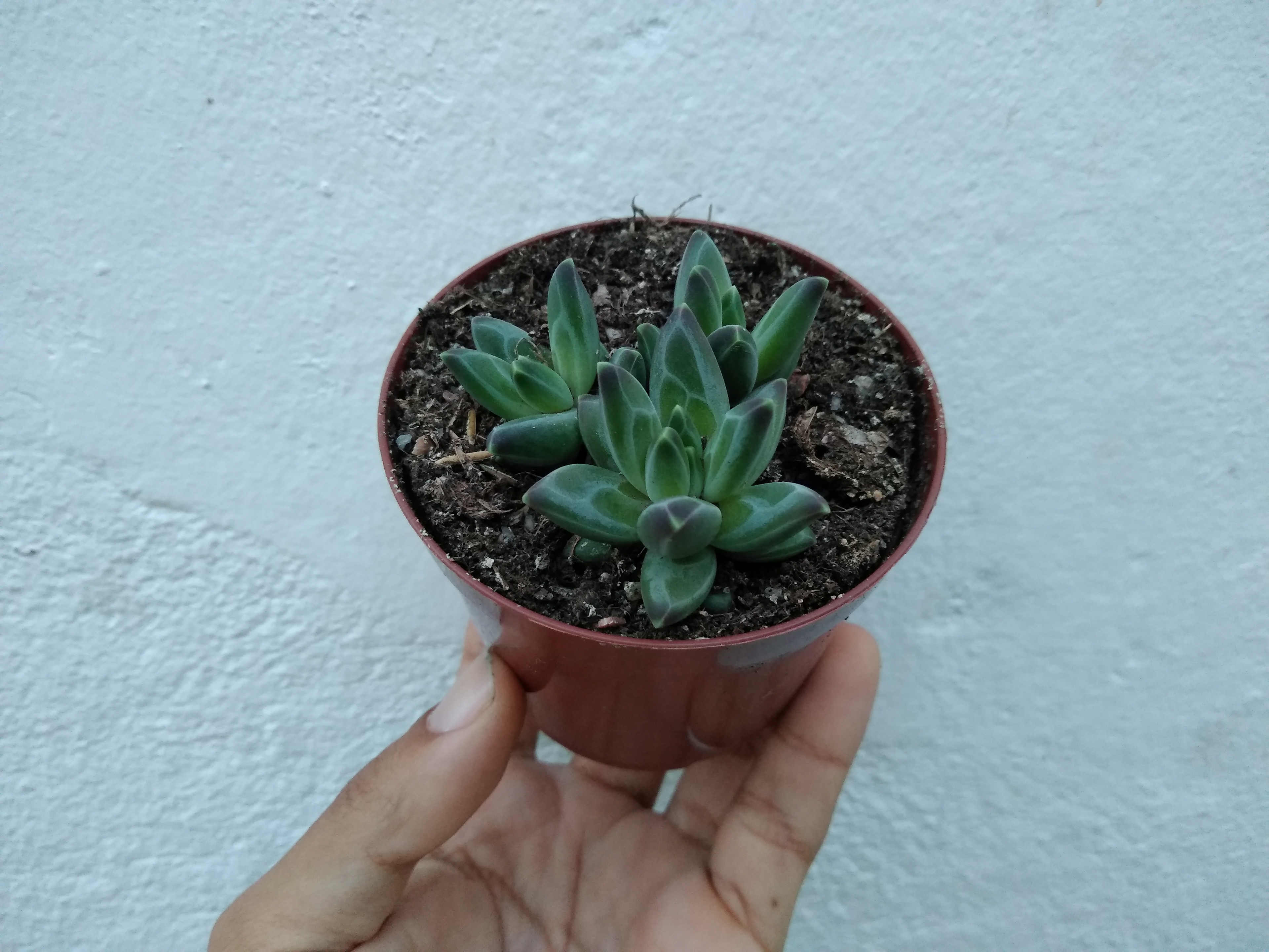 39 - Pachyphytum compactum - Planta diamante