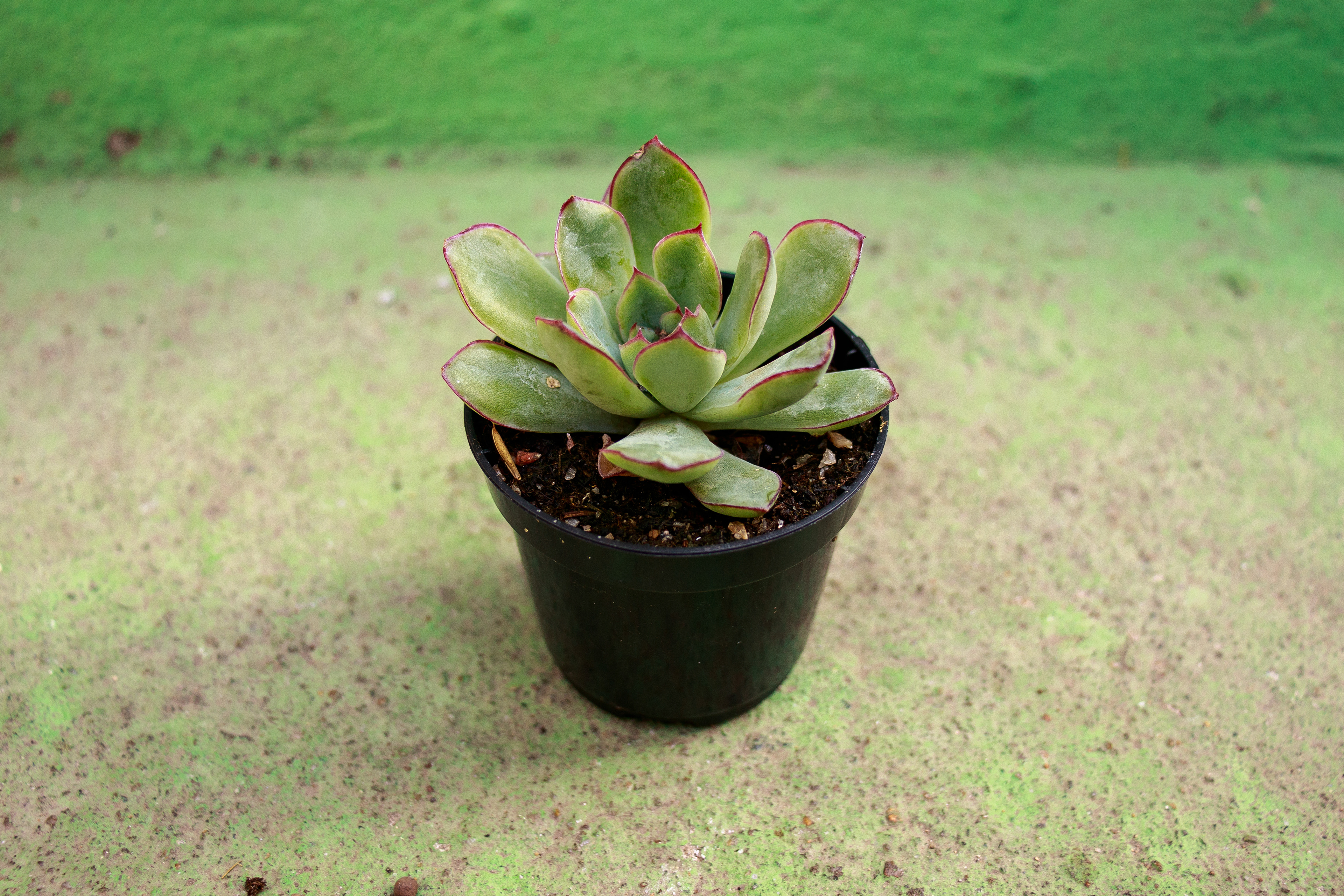 43 - Echeveria pulidonis