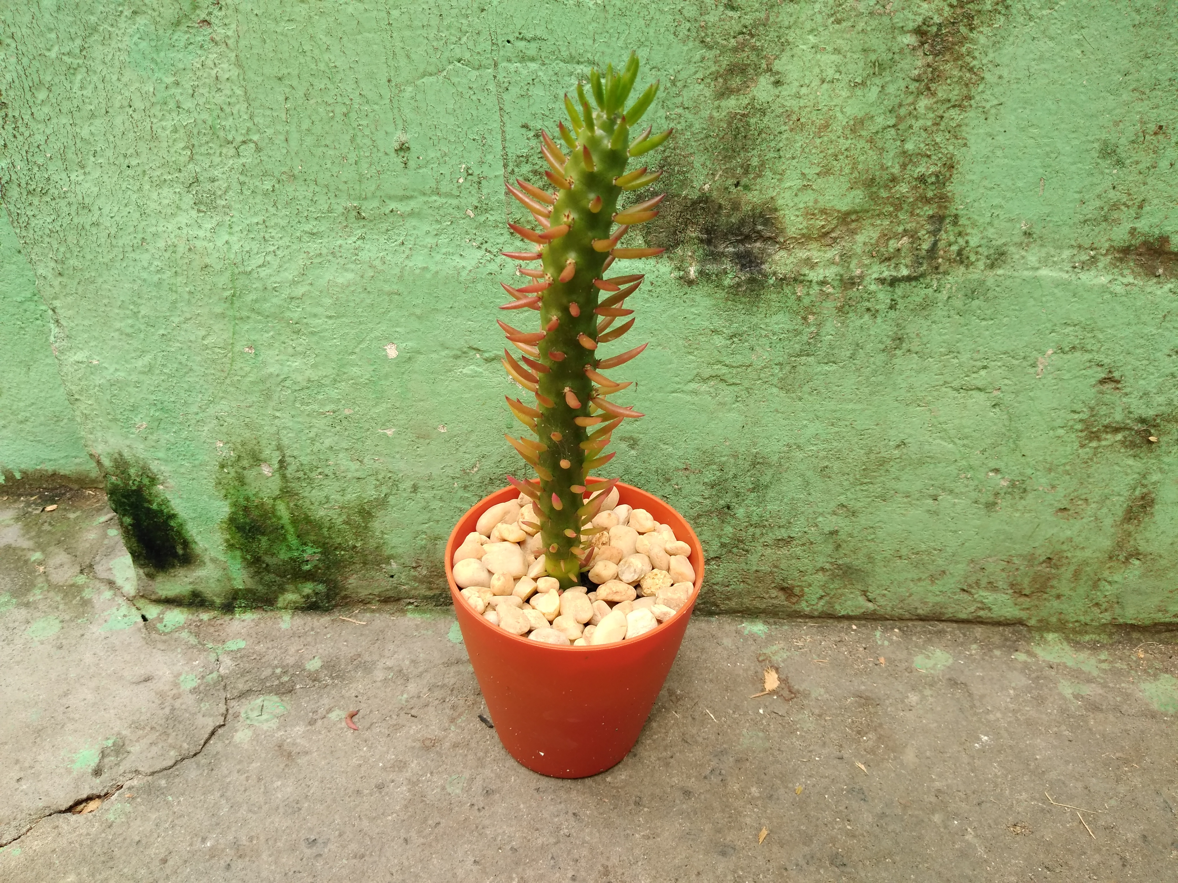 27 - Austrocylindropuntia subulata - Agulha de Eva