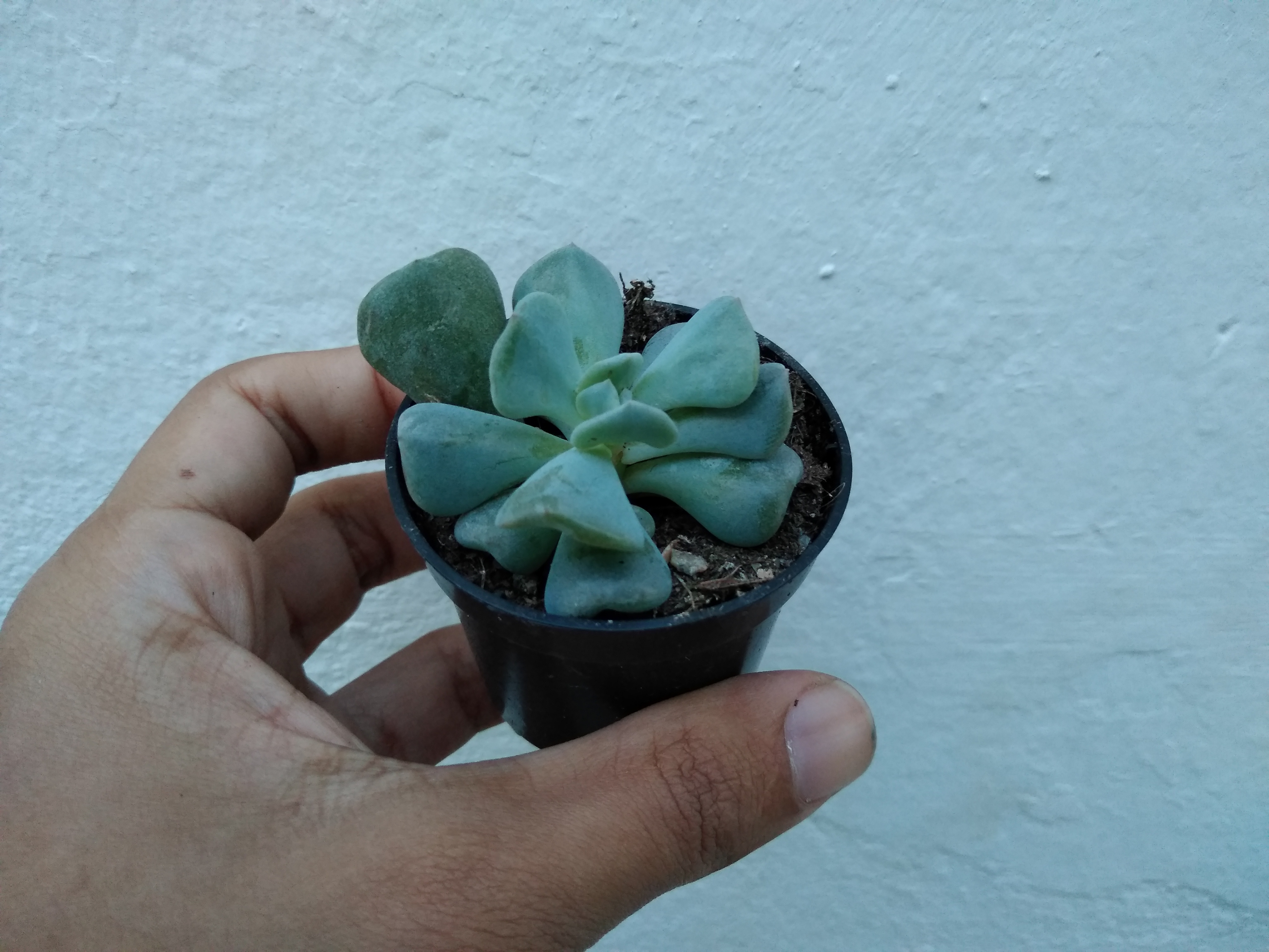 40 - Echeveria cubic frost